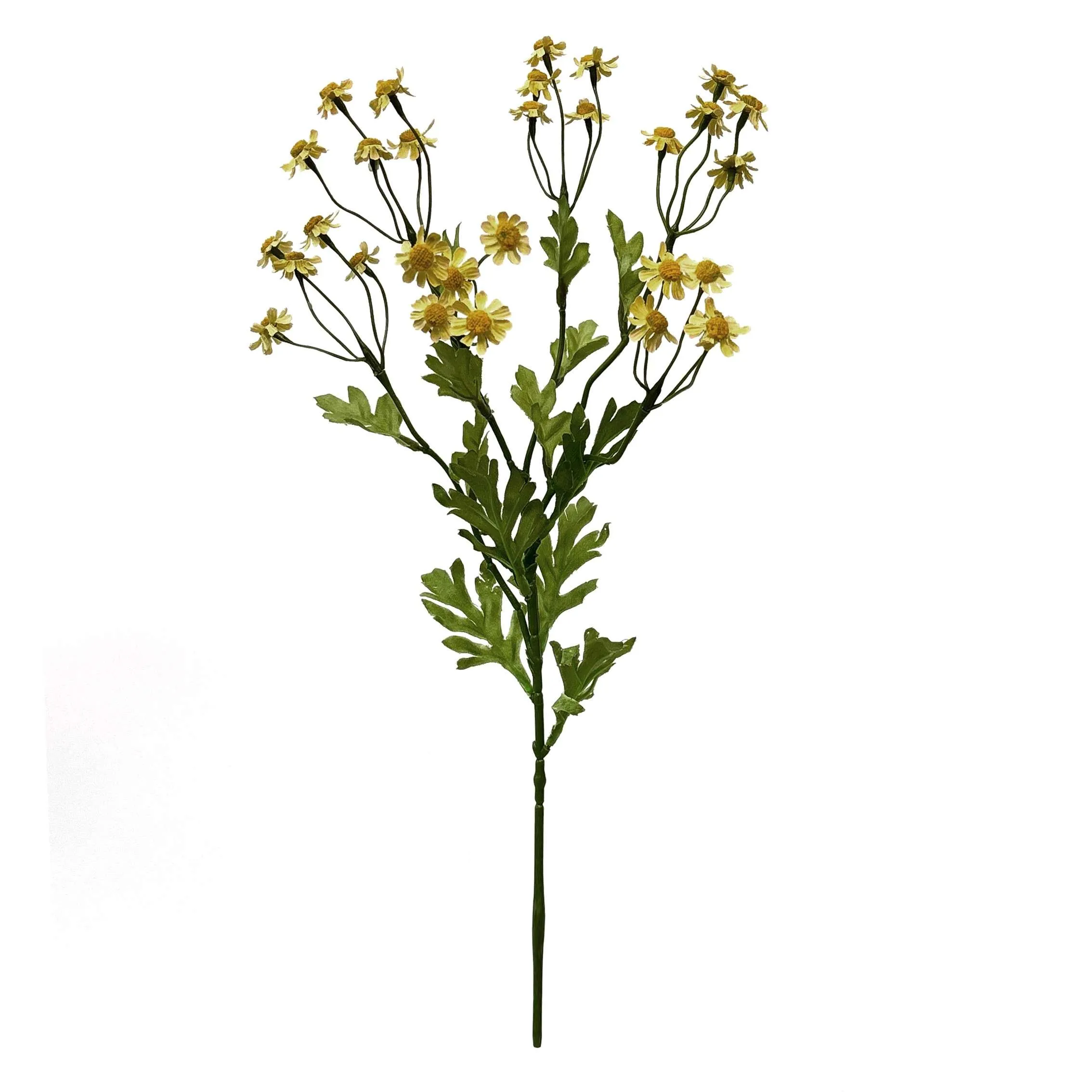 Một Daisy nhỏ duy nhất