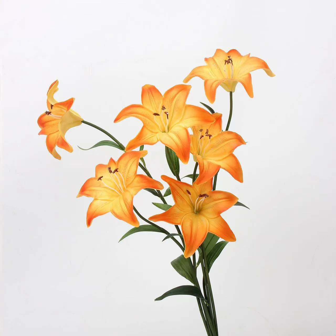 Người yêu Lily