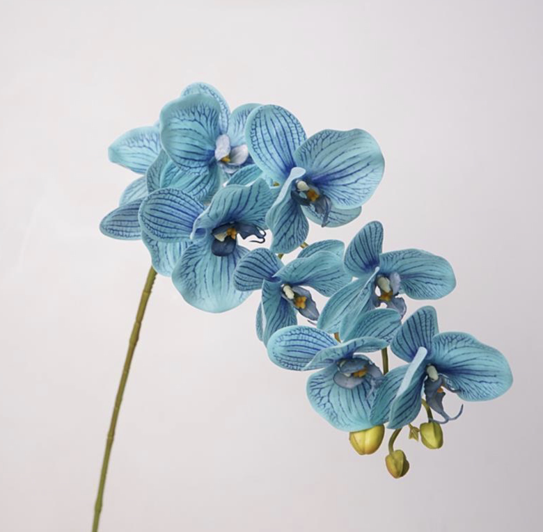 Phalaenopsis lan