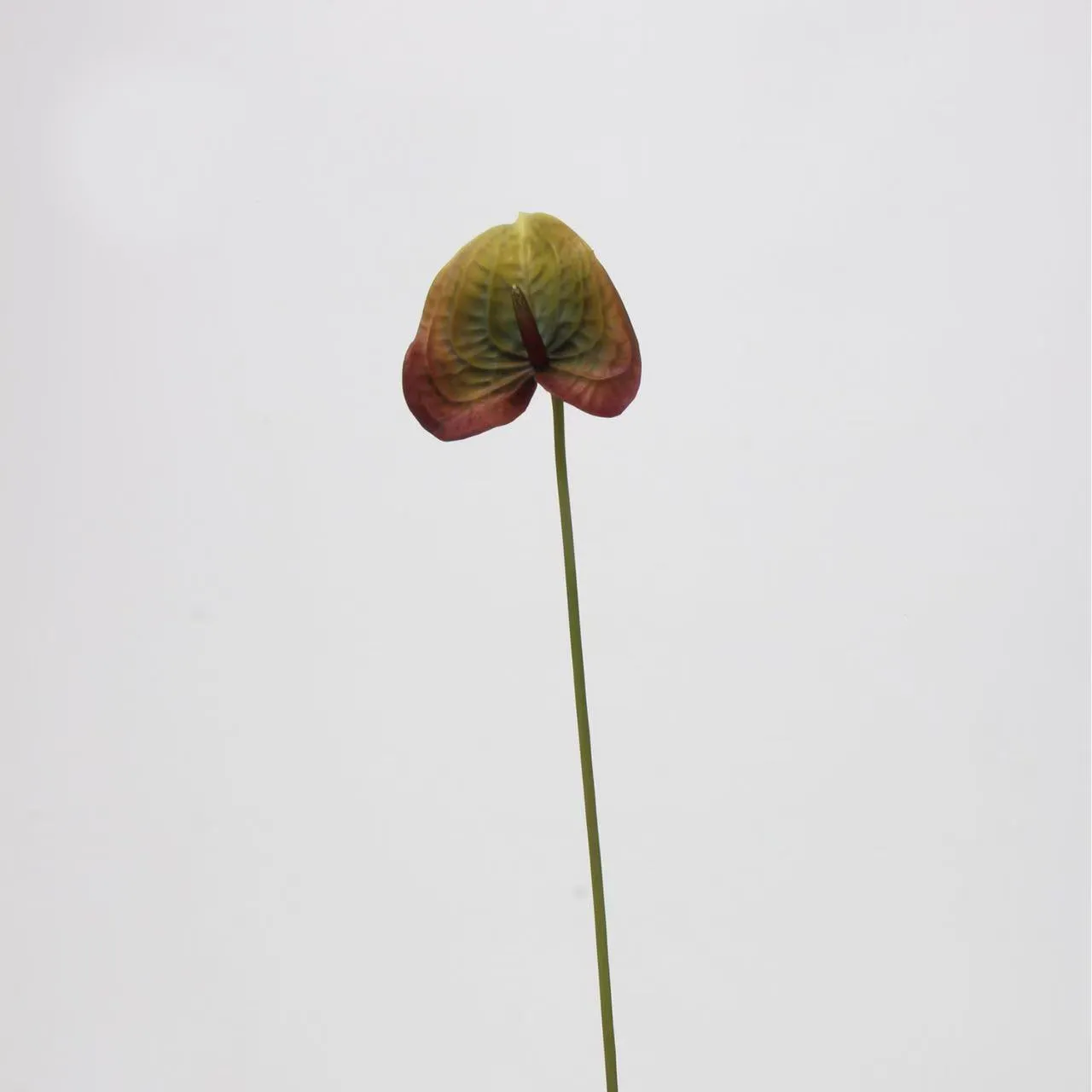 lòng cọ anthurium