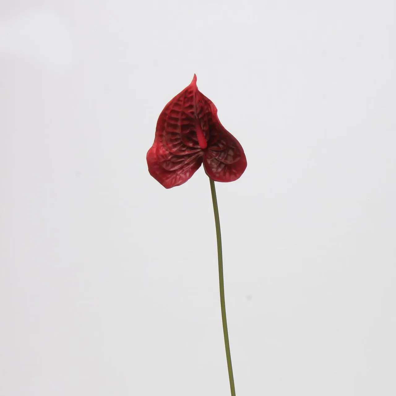 lòng cọ anthurium