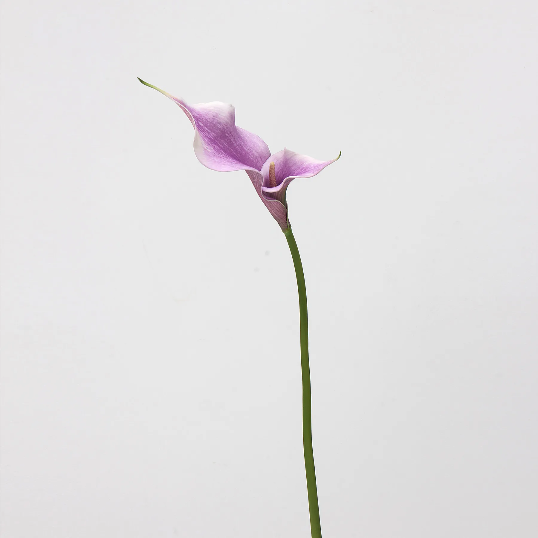 Calla lily