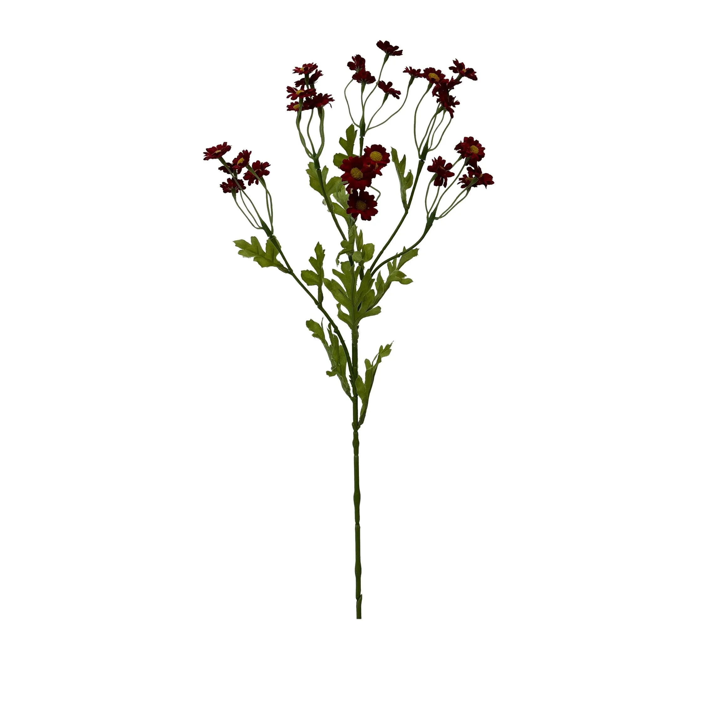Một khẩu phần duy nhất củaChamomile