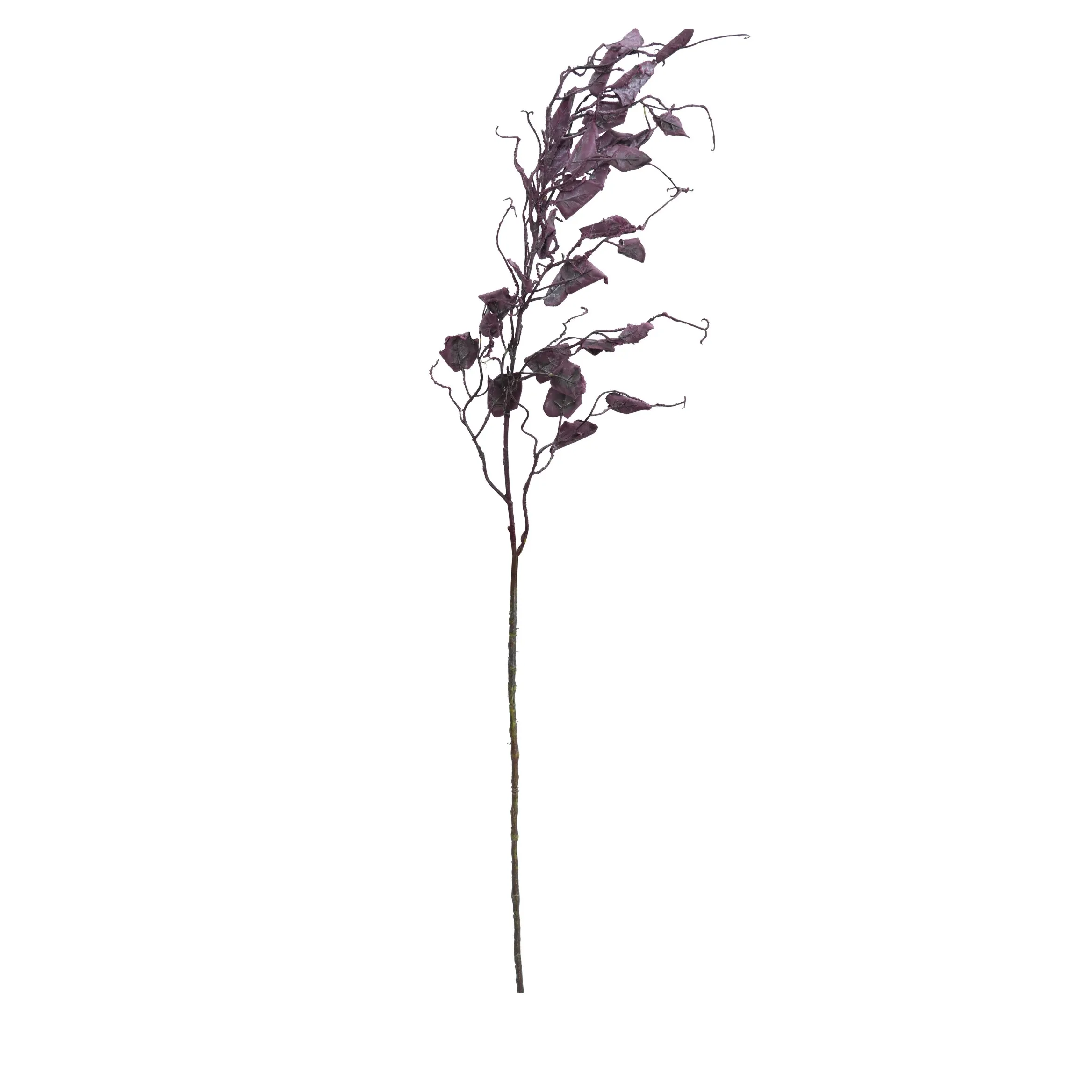 Một bộ râu rồng đơn 2