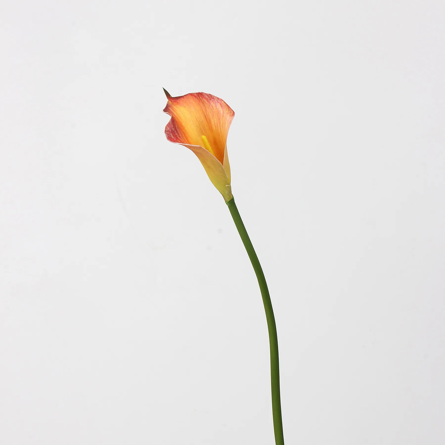 Calla lily