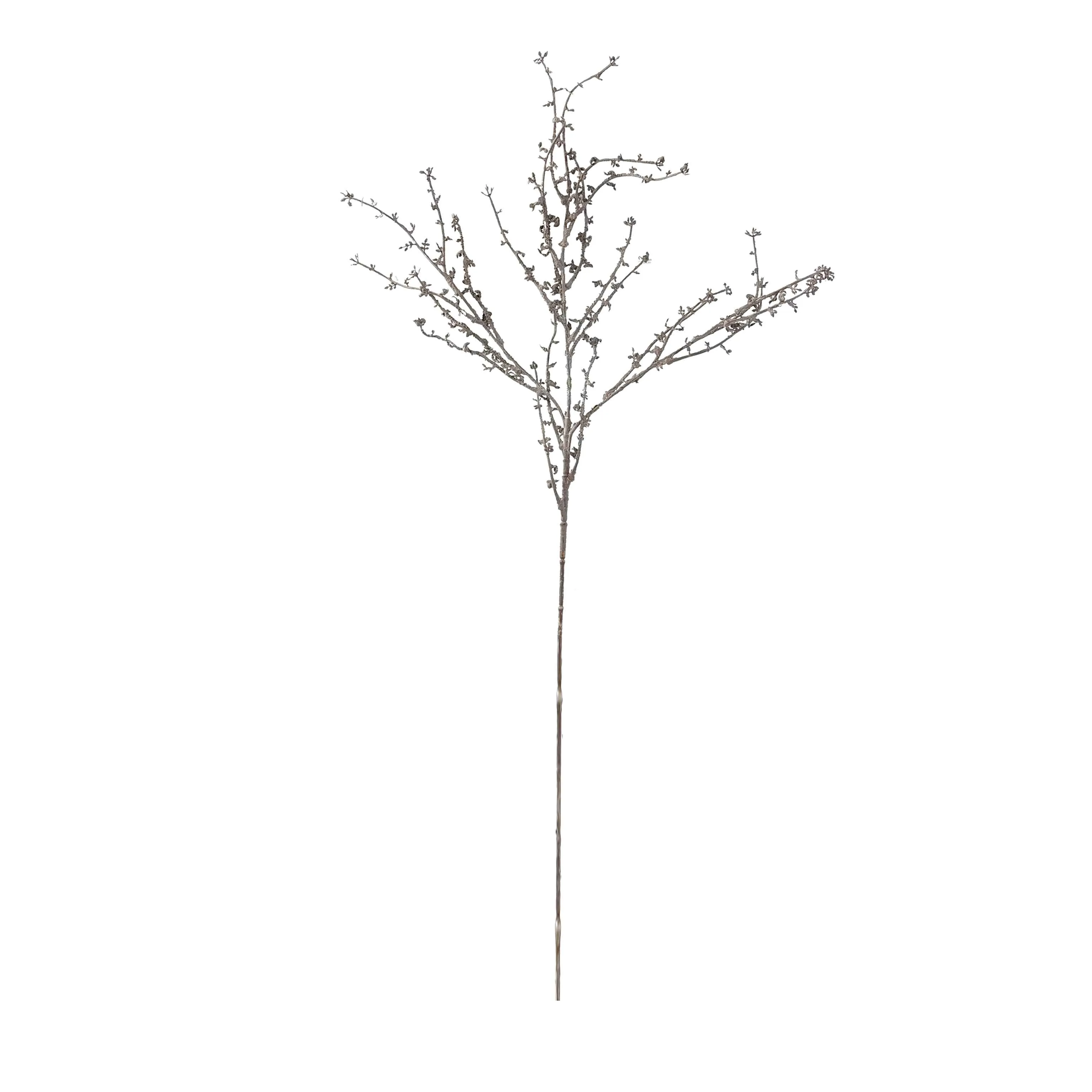 Một bộ râu rồng duy nhất