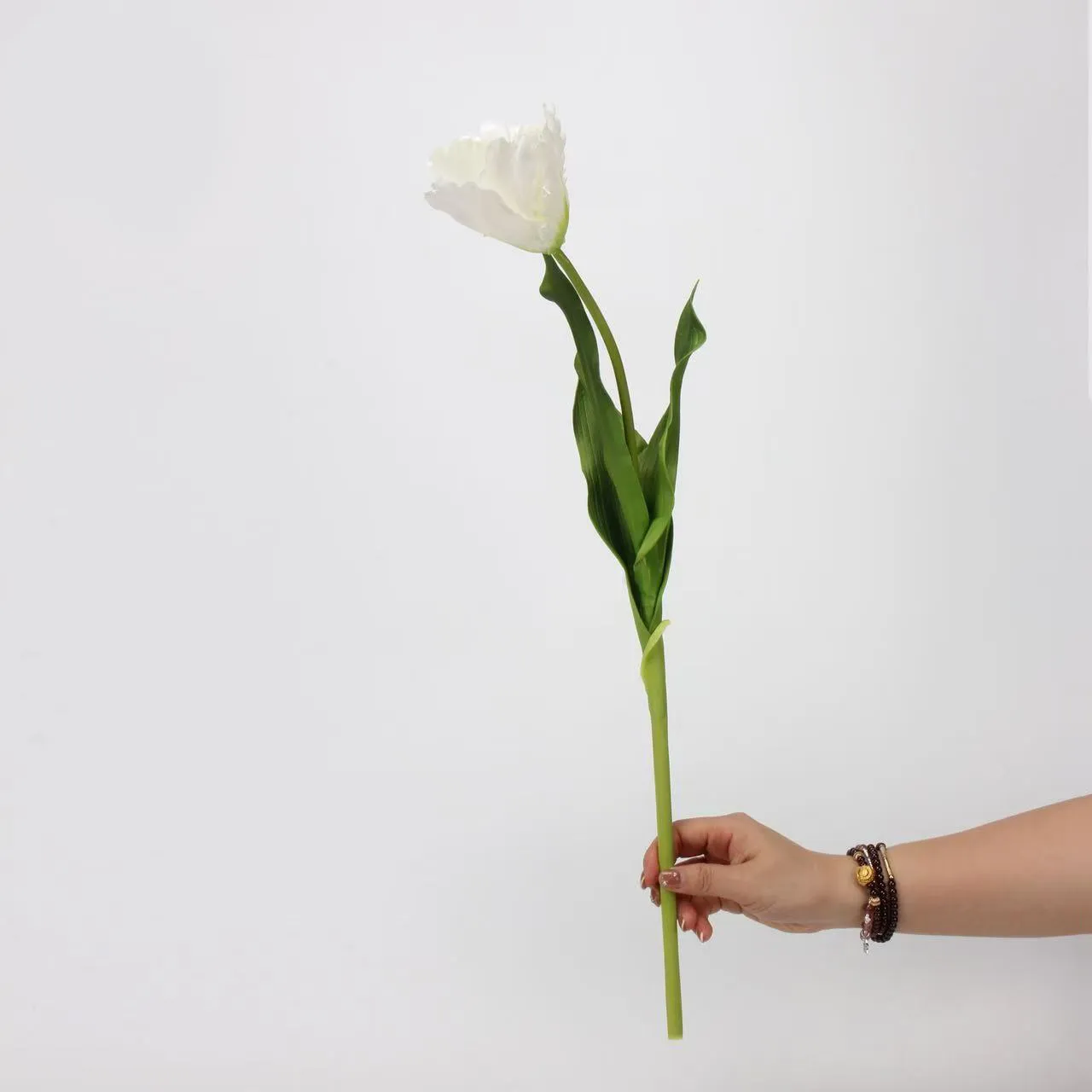 TULIP MONET