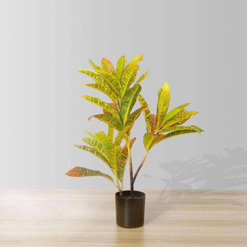 Cây croton nhân tạo trong chậu cây