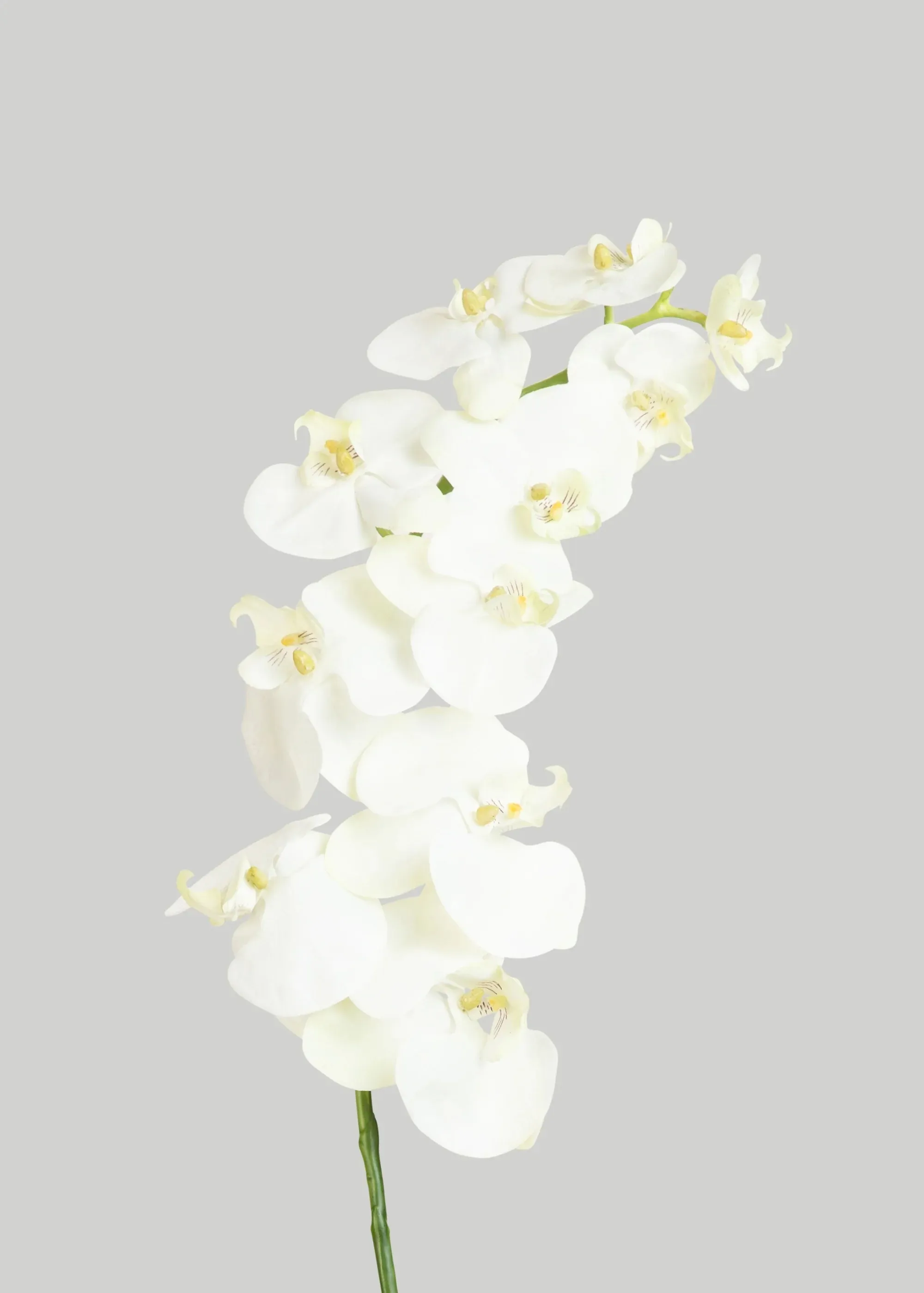 Phalaenopsis lan