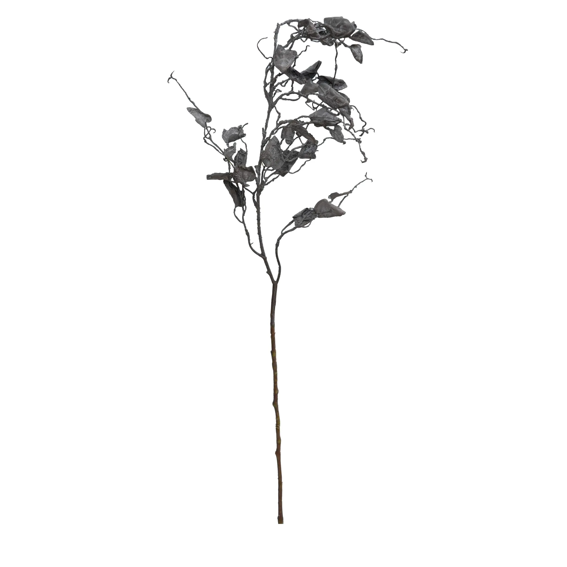 Một bộ râu rồng đơn 2