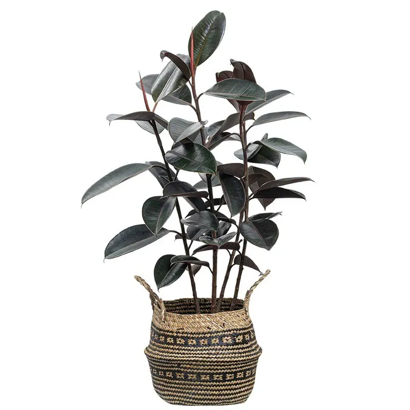 Cây chậu cao su nhân tạo