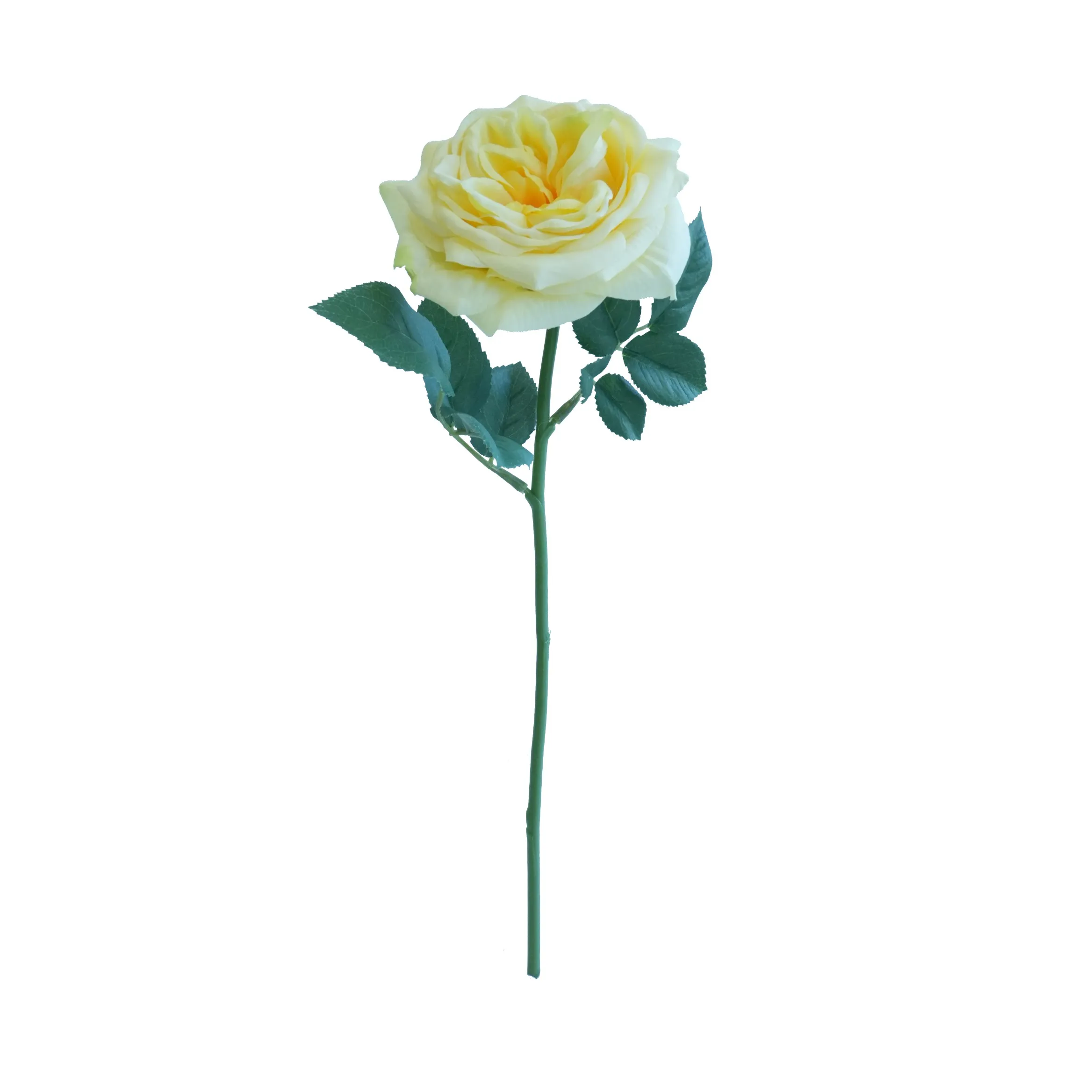 Lily ngắn hoa hồng