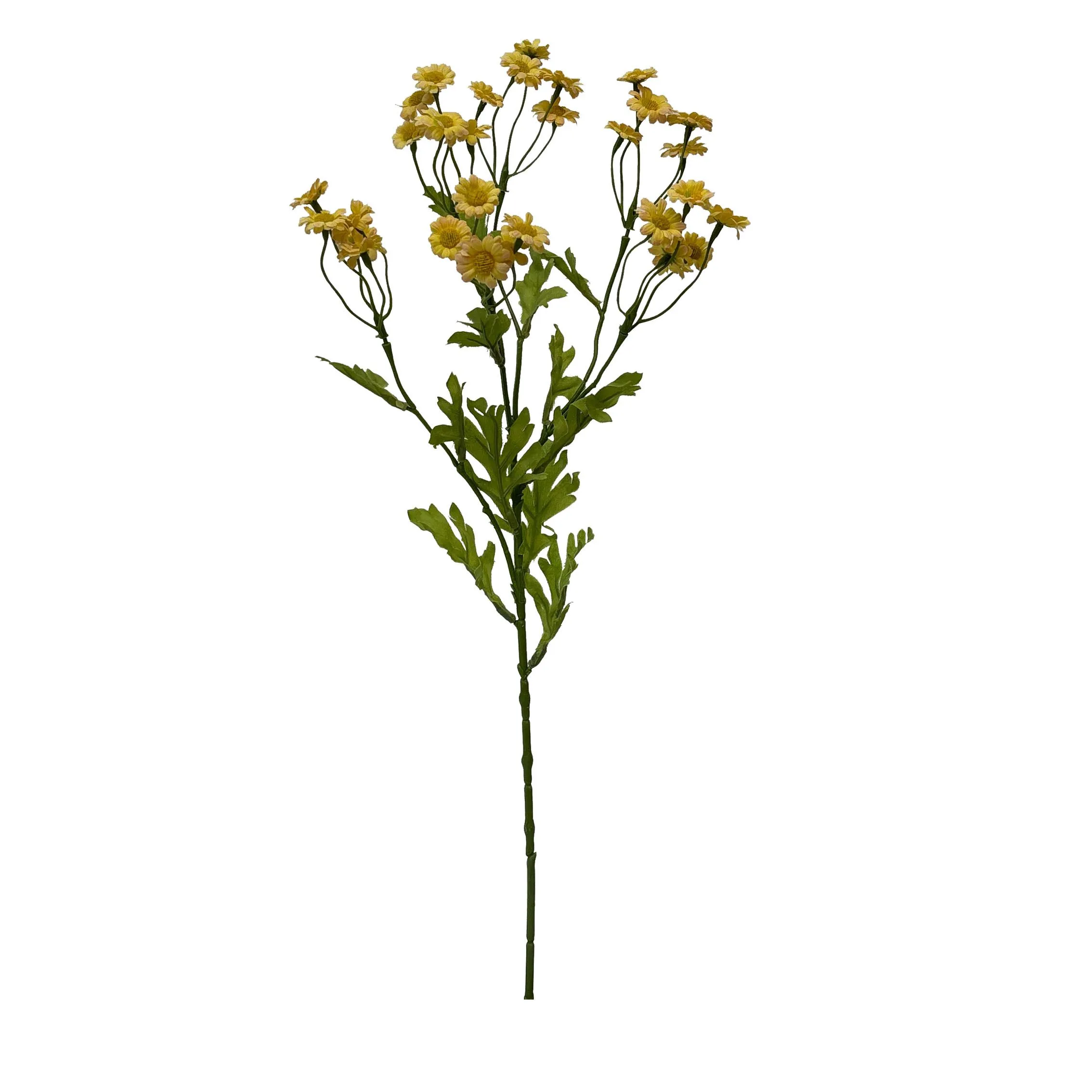 Một khẩu phần duy nhất củaChamomile