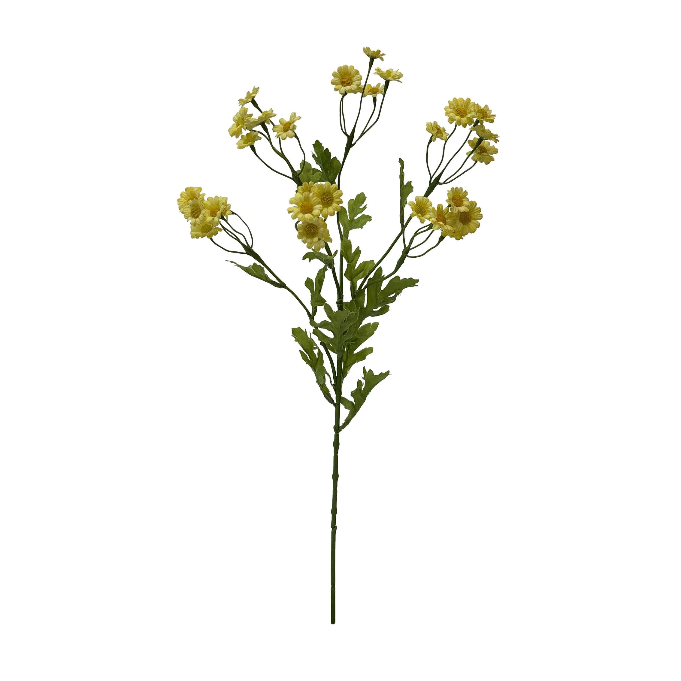 Một khẩu phần duy nhất củaChamomile