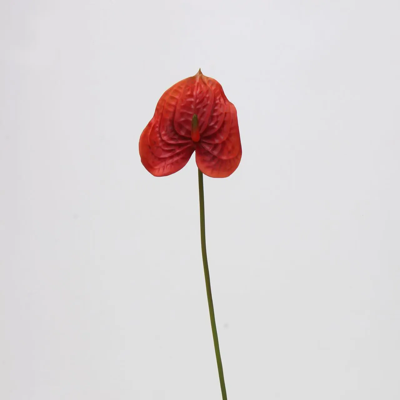 lòng cọ anthurium