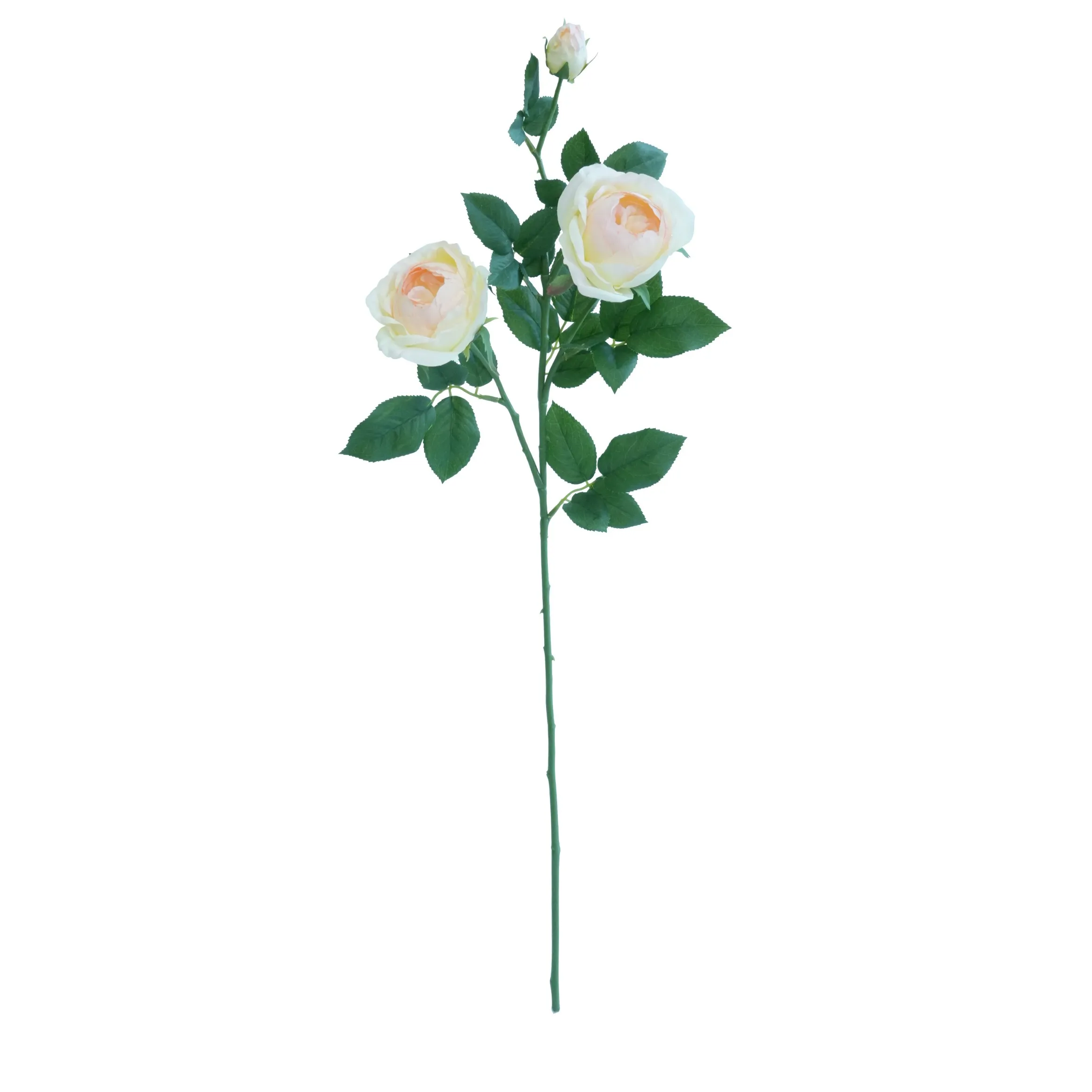 Một con bướm hoa hồng duy nhất