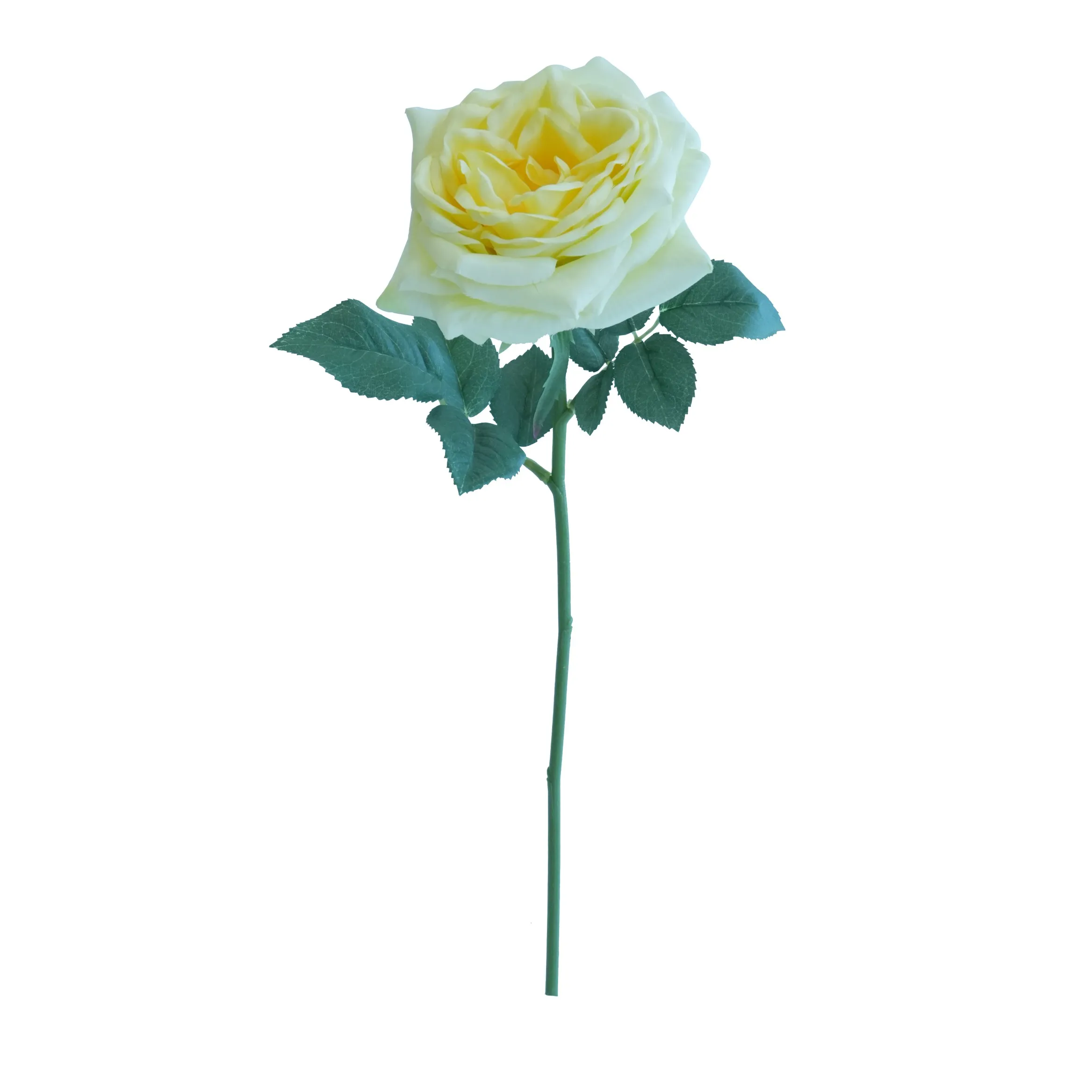 Lily ngắn hoa hồng