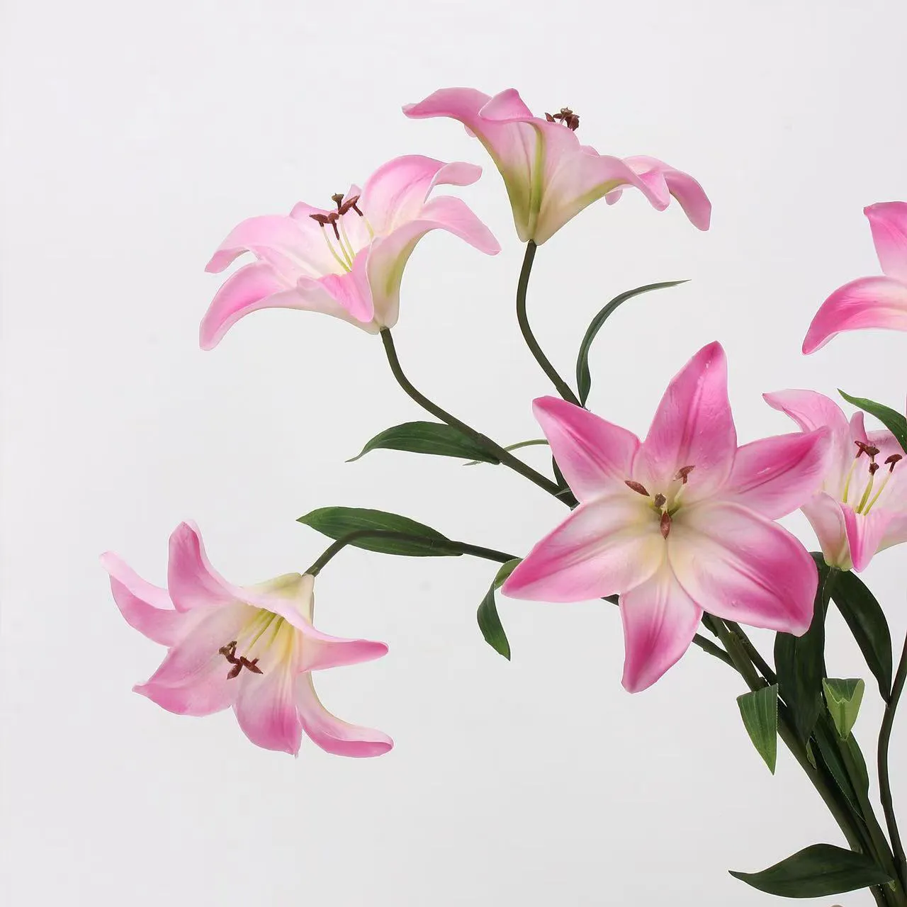 Người yêu Lily