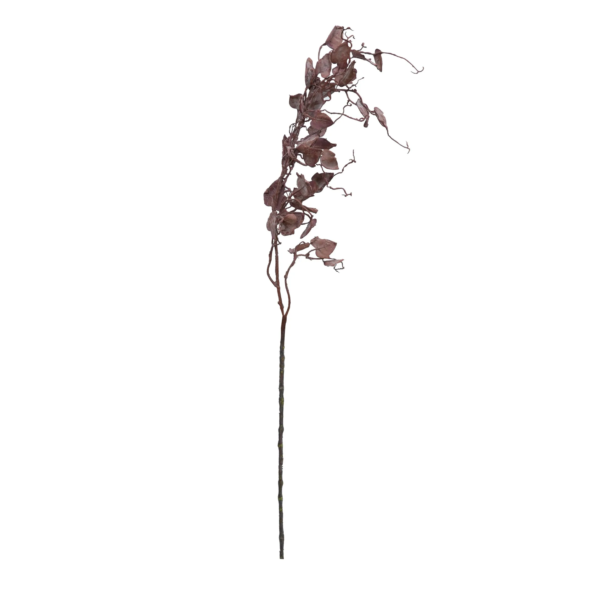 Một bộ râu rồng đơn 2
