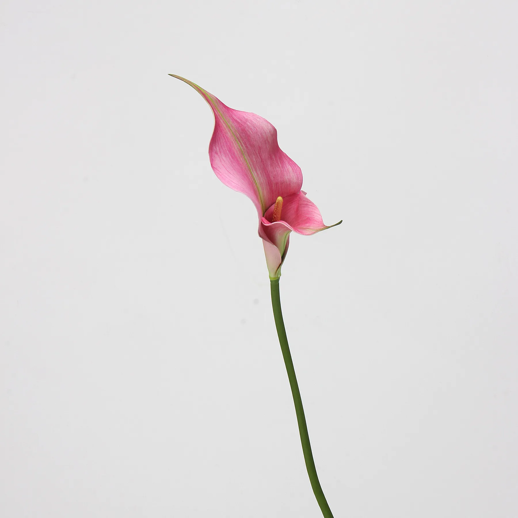 Calla lily