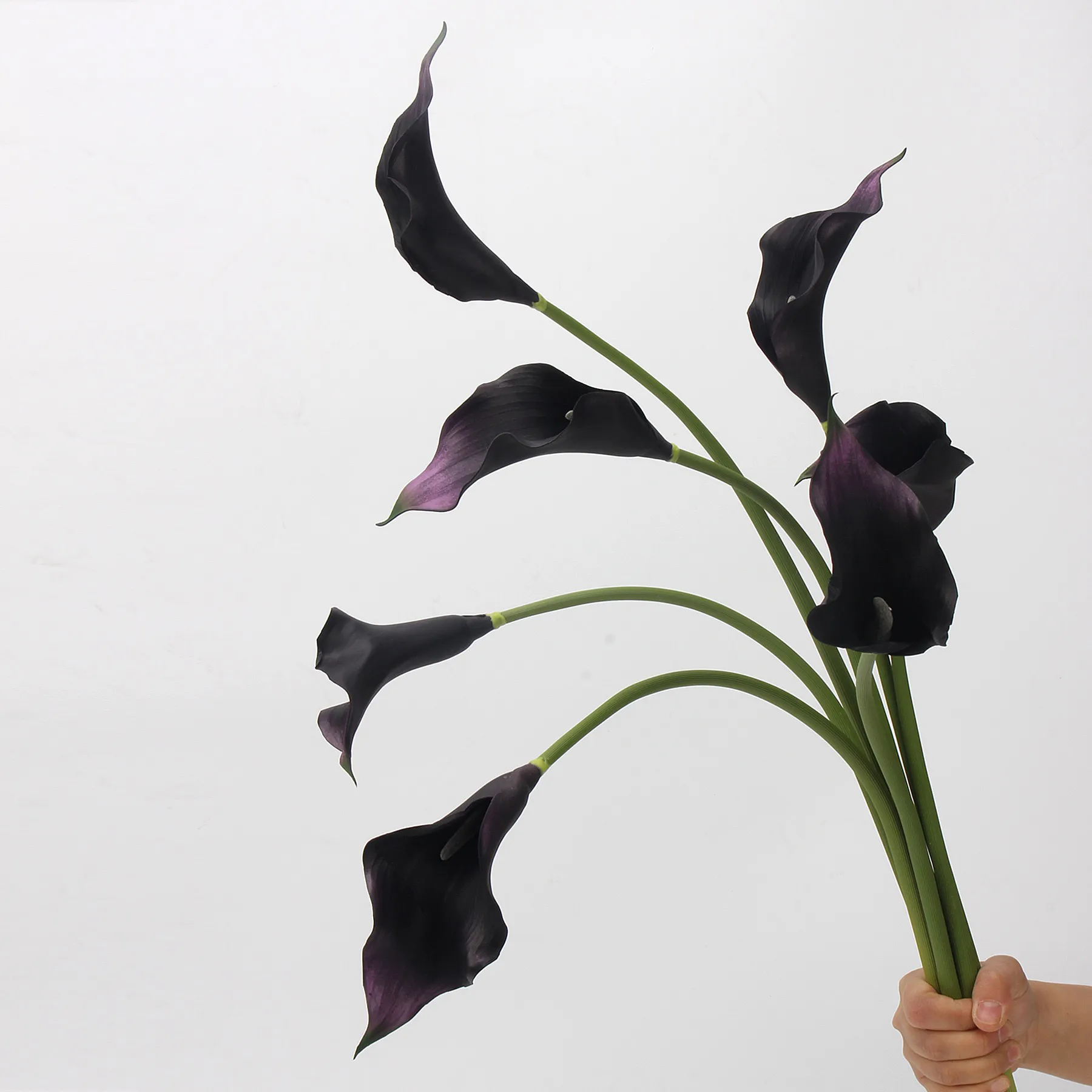 Calla lily