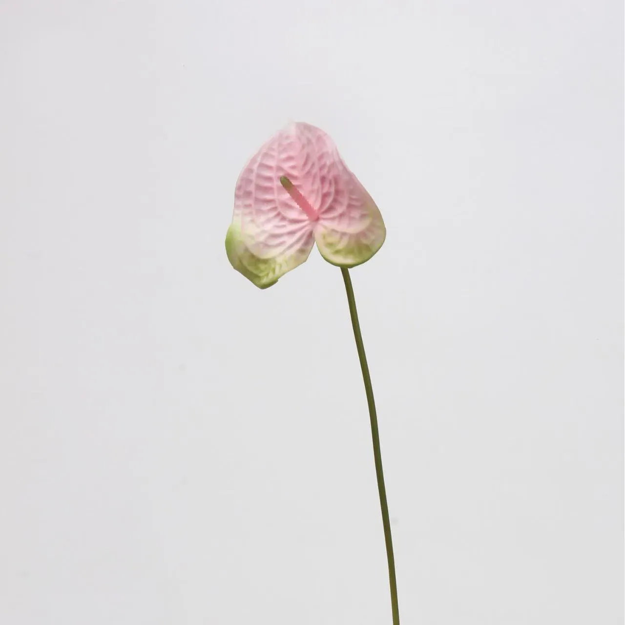 lòng cọ anthurium