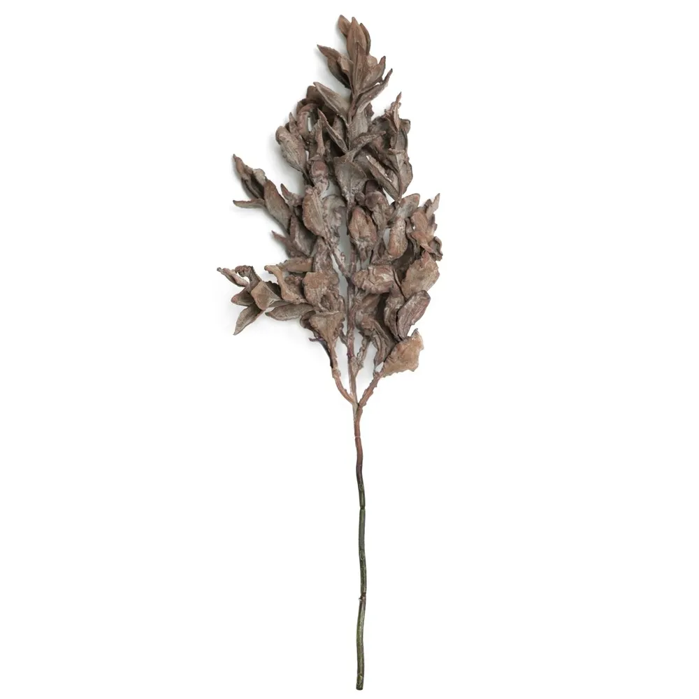 Lá Yuanbao nhánh ngắn