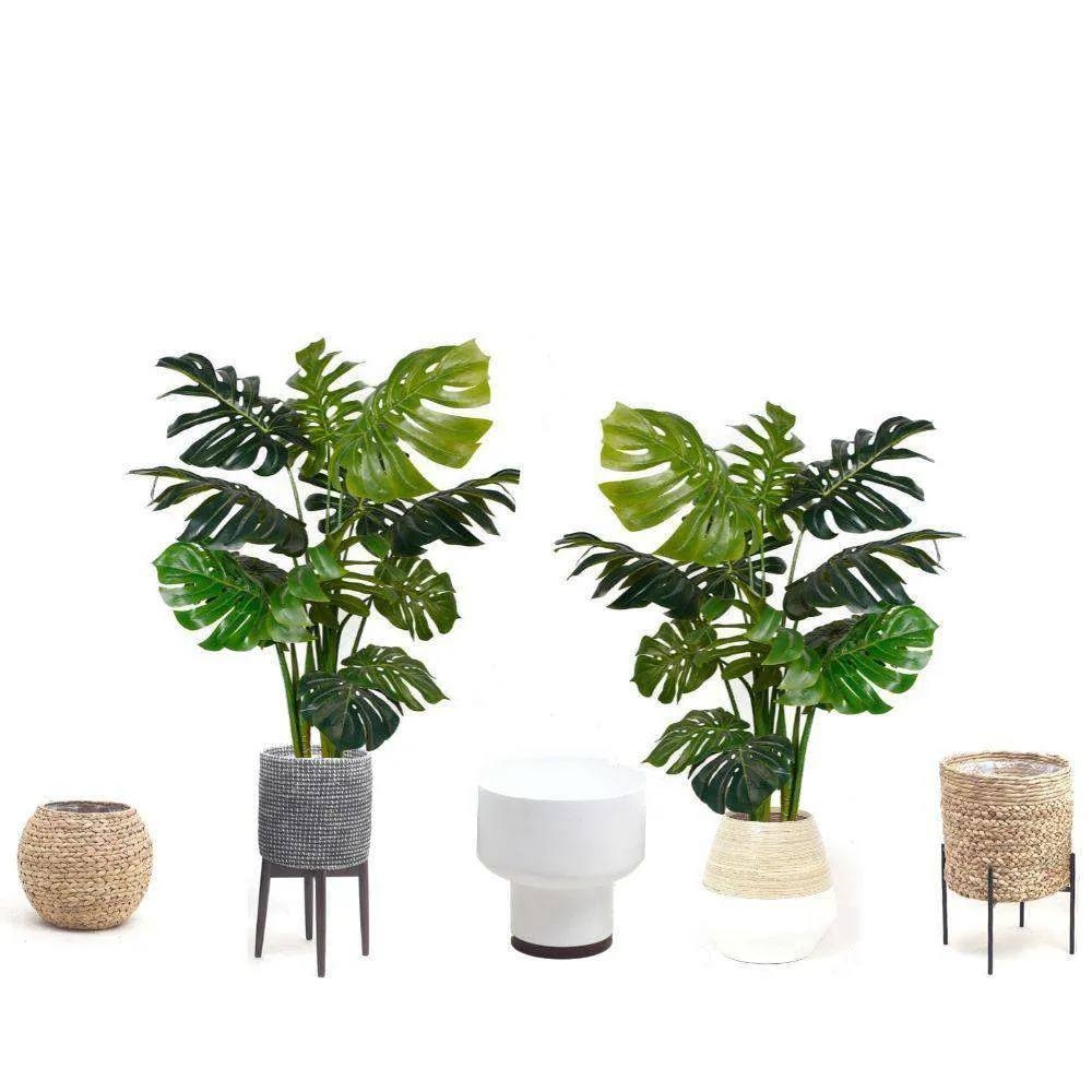 Hổ phách Monstera Potted Plant 45