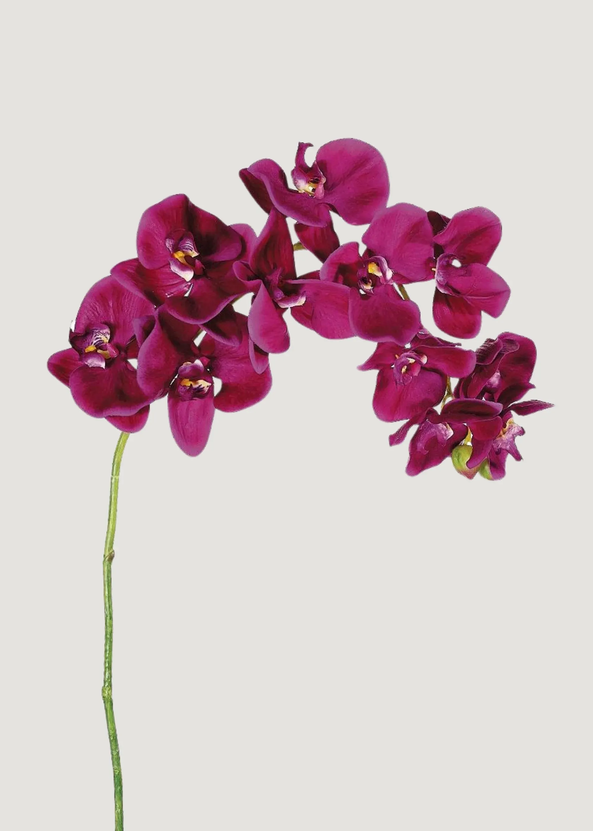 Phalaenopsis lan
