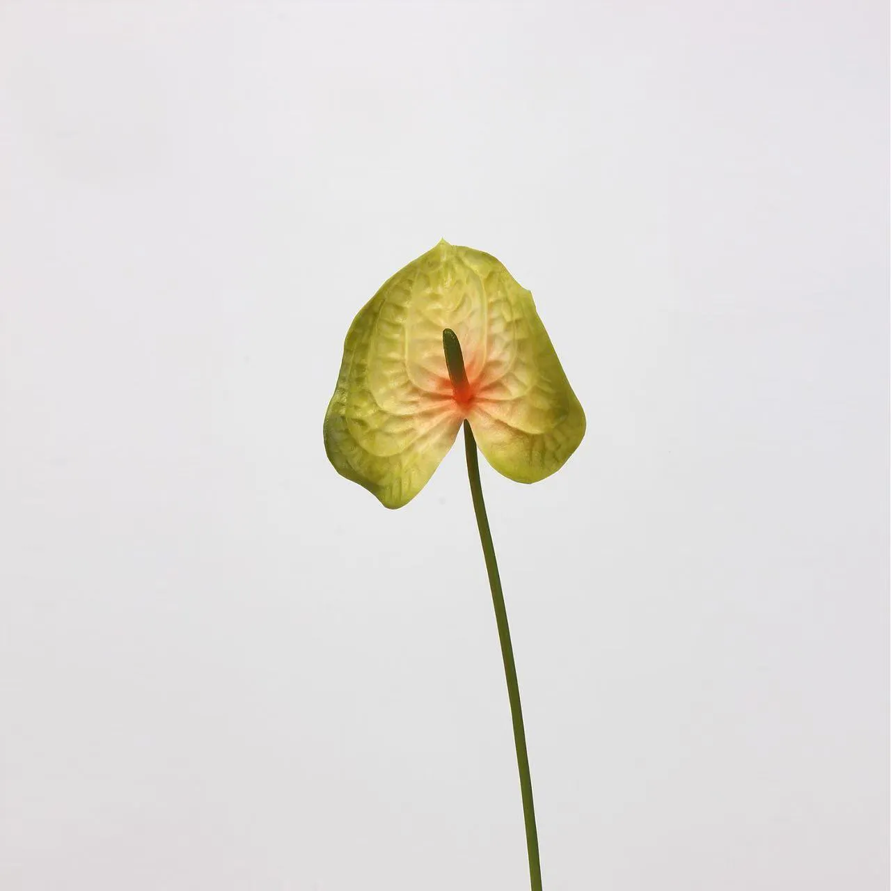 lòng cọ anthurium