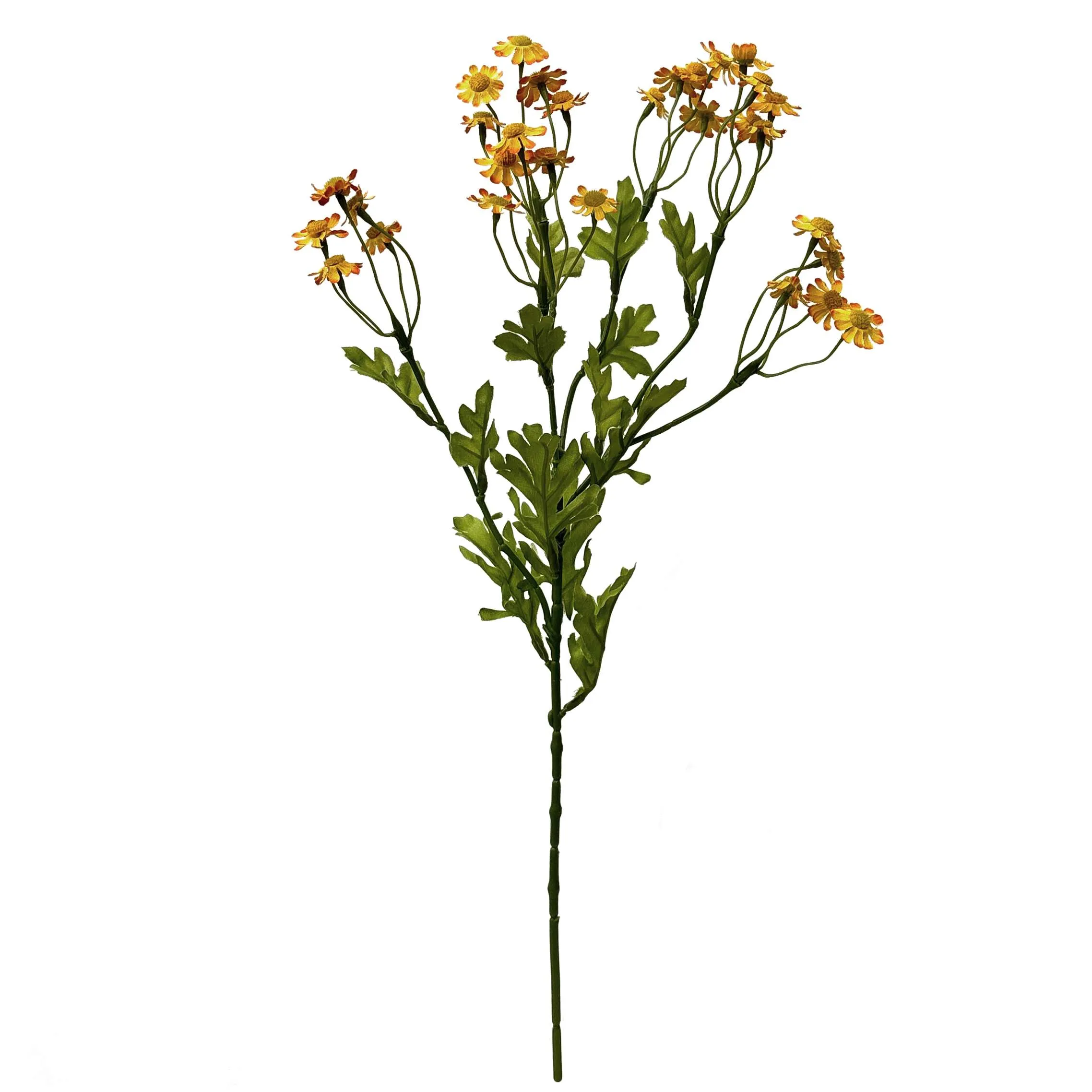 Một Daisy nhỏ duy nhất