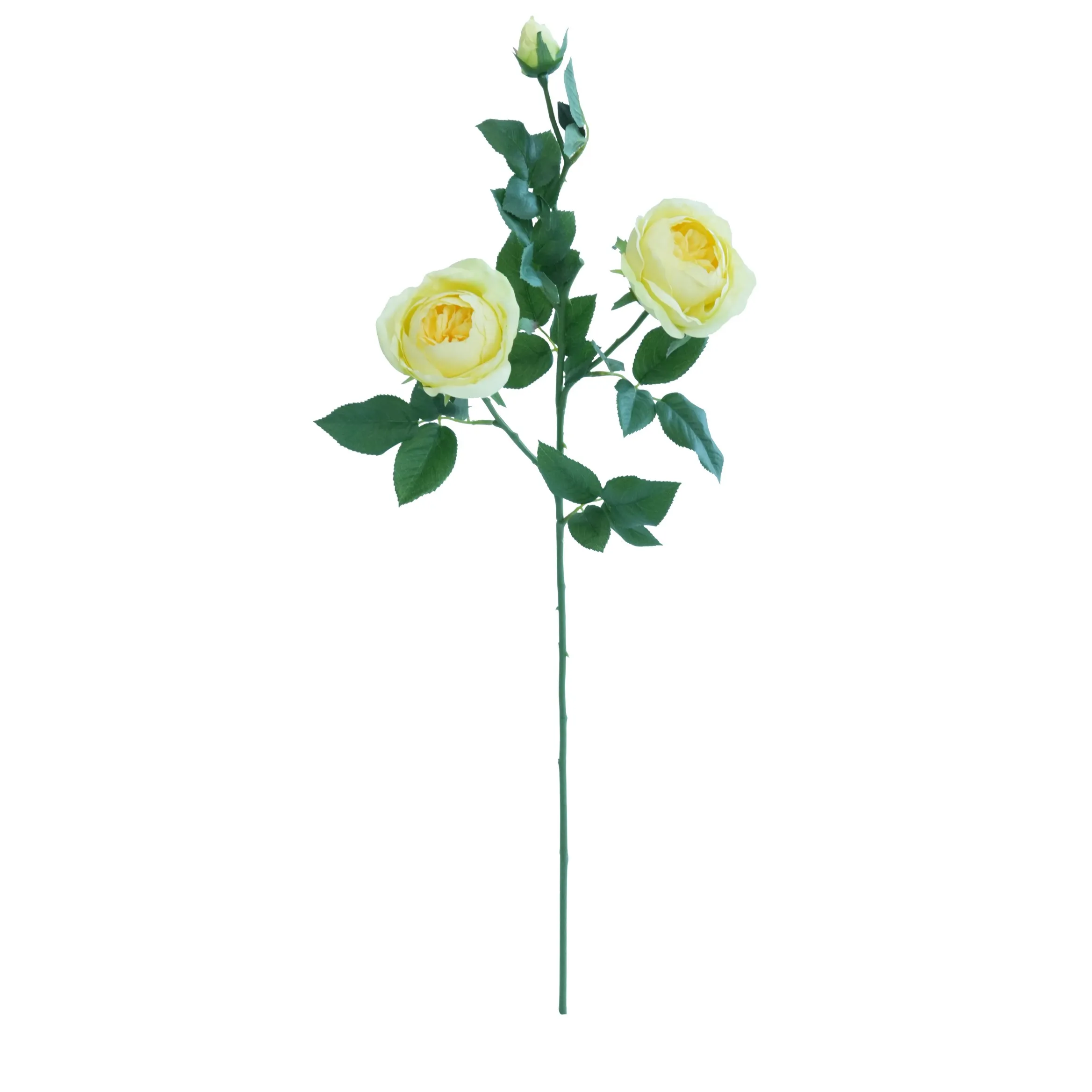 Một con bướm hoa hồng duy nhất