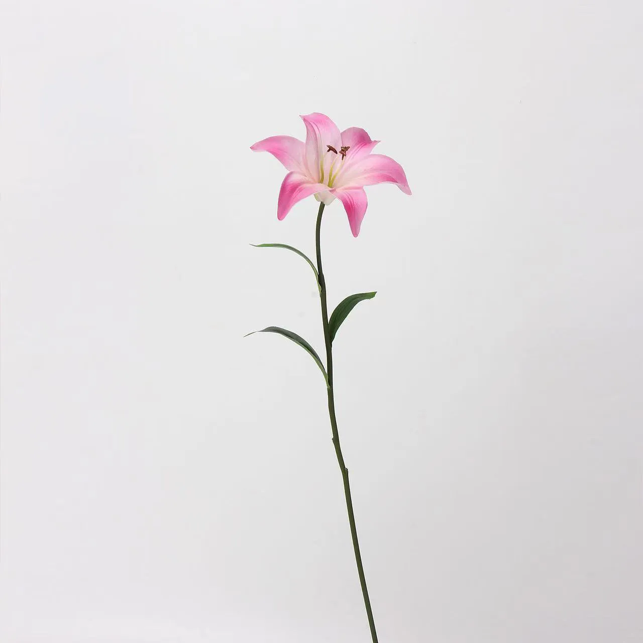 Người yêu Lily