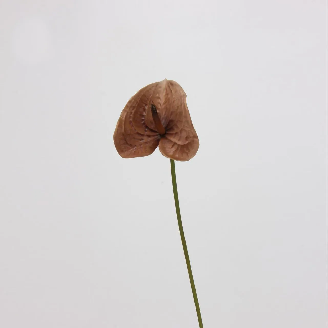lòng cọ anthurium