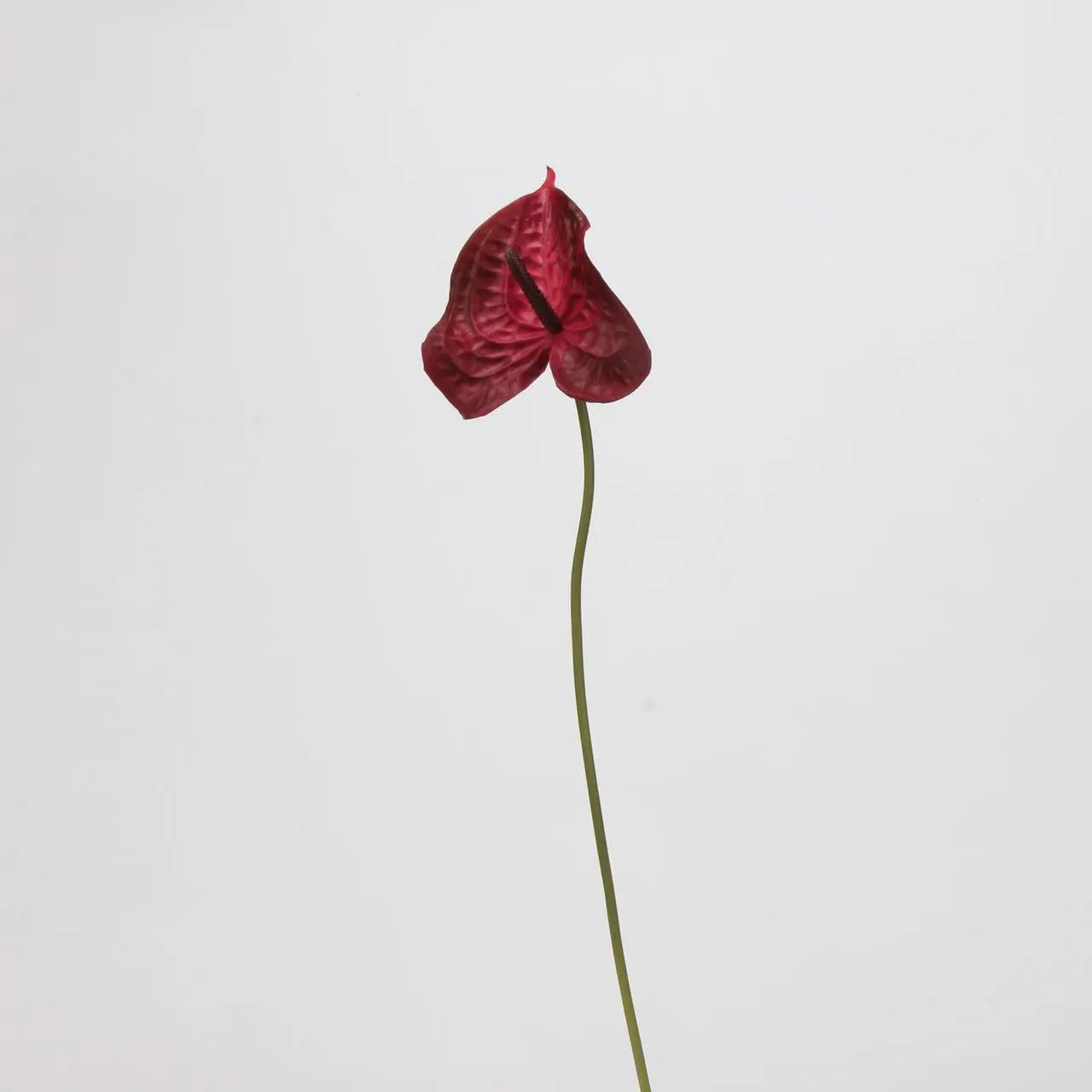lòng cọ anthurium
