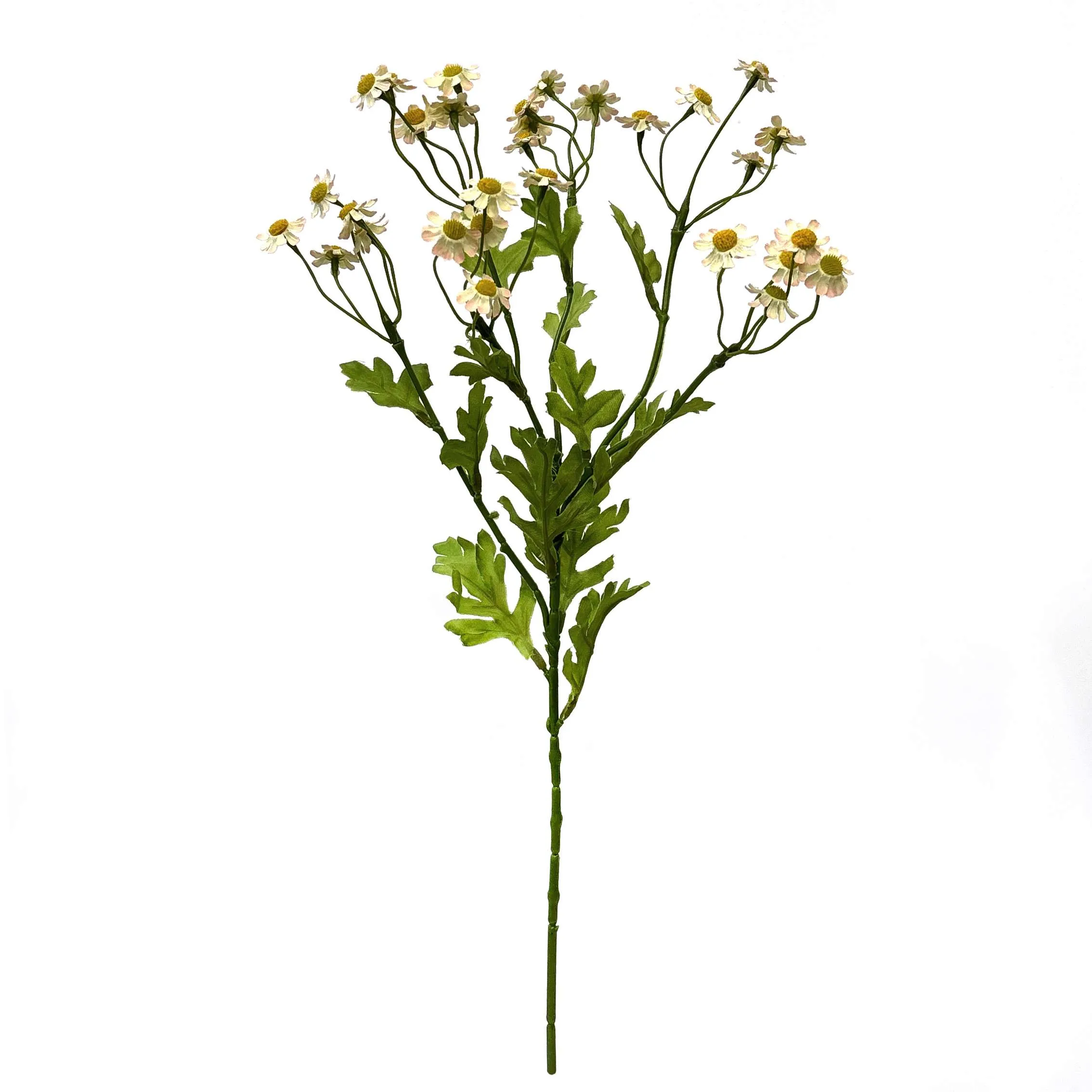 Một Daisy nhỏ duy nhất