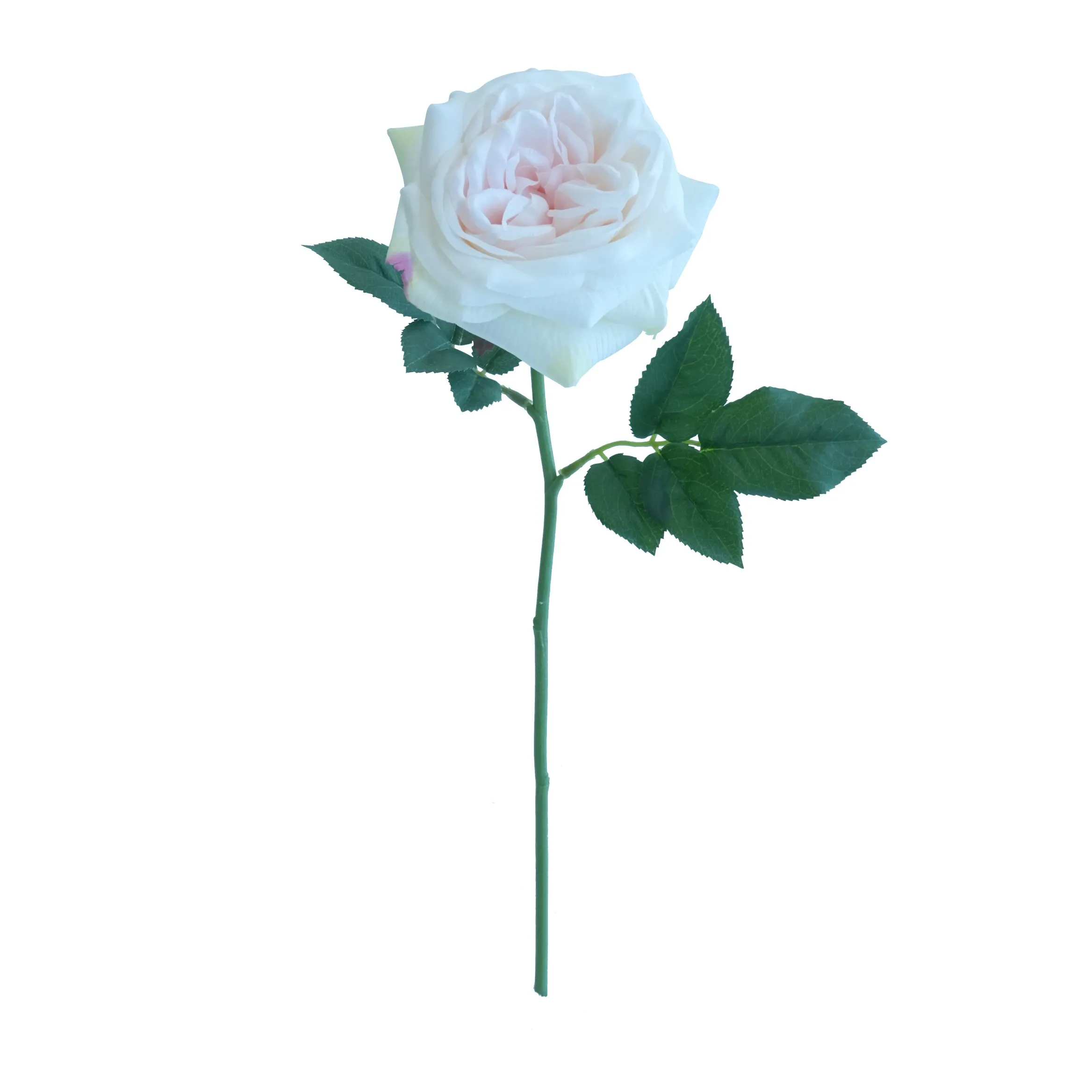Lily ngắn hoa hồng