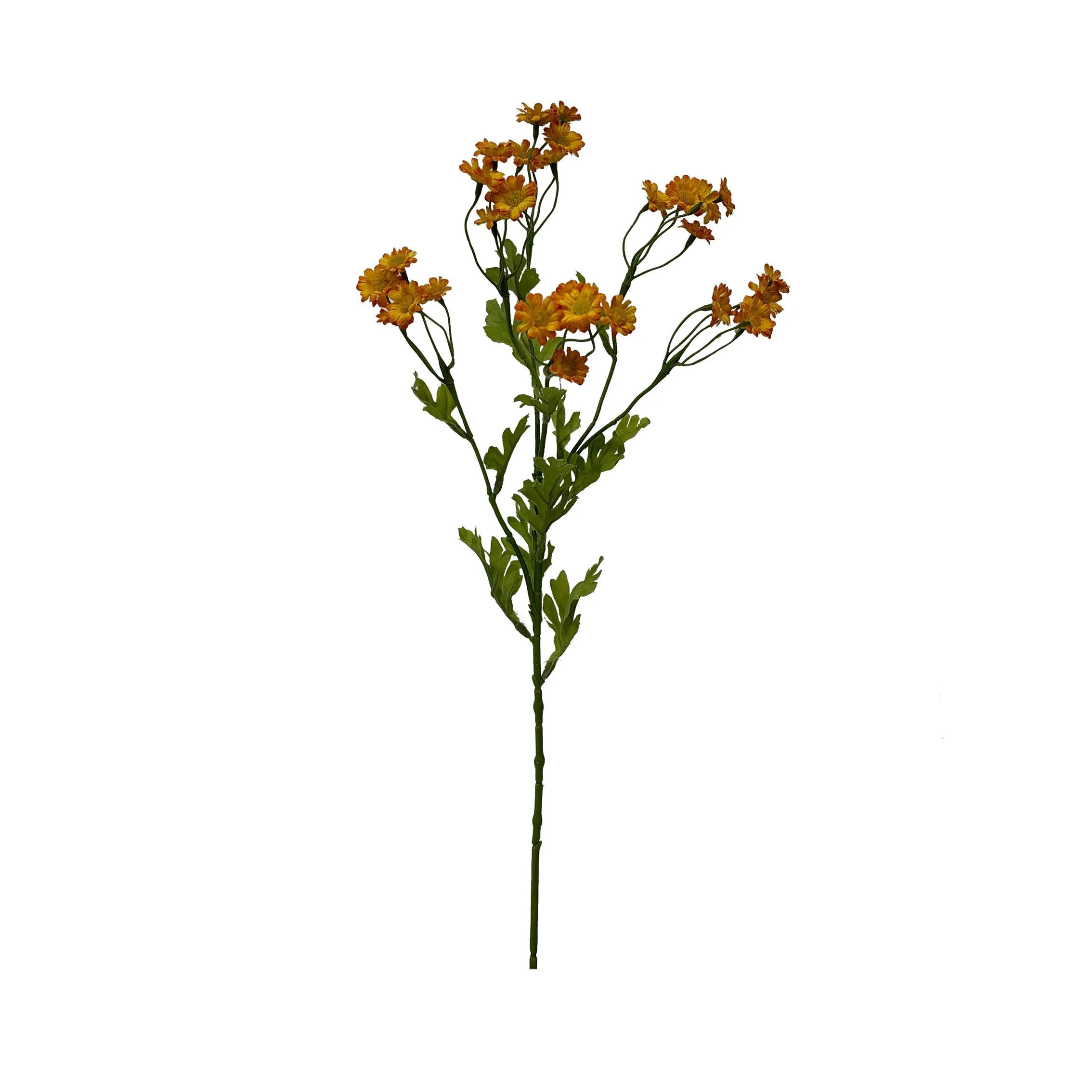 Một khẩu phần duy nhất củaChamomile