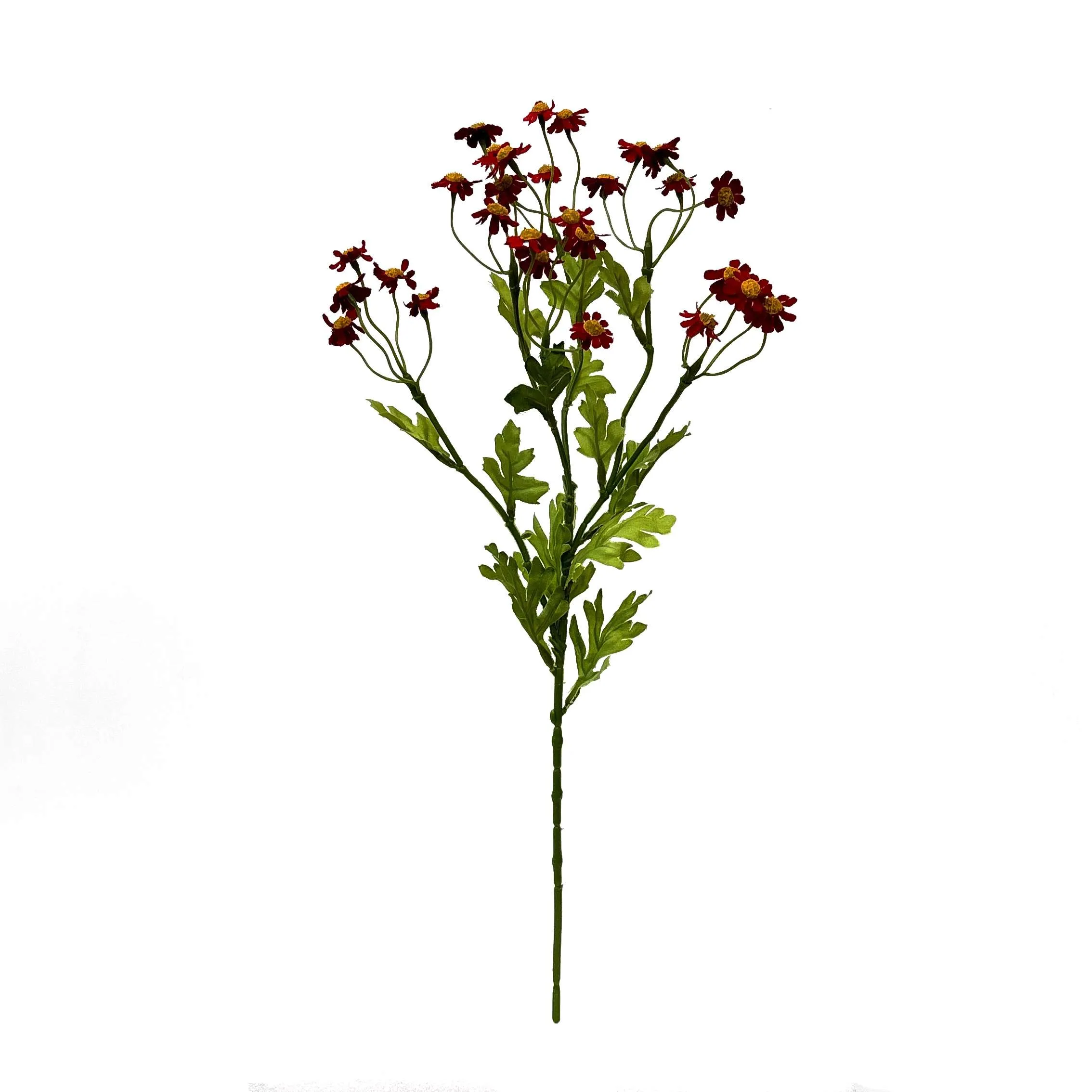 Một Daisy nhỏ duy nhất