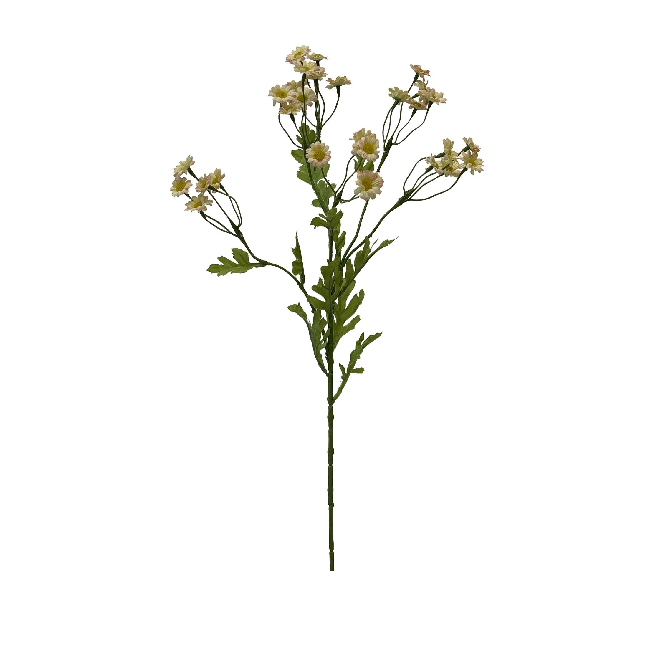 Một khẩu phần duy nhất củaChamomile