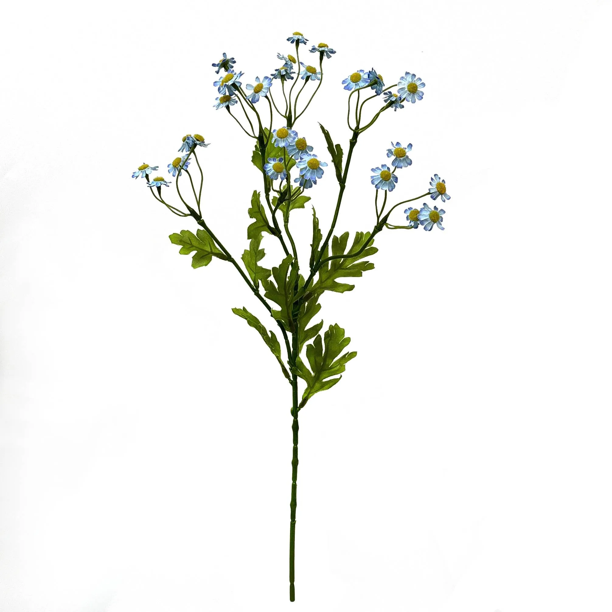 Một Daisy nhỏ duy nhất
