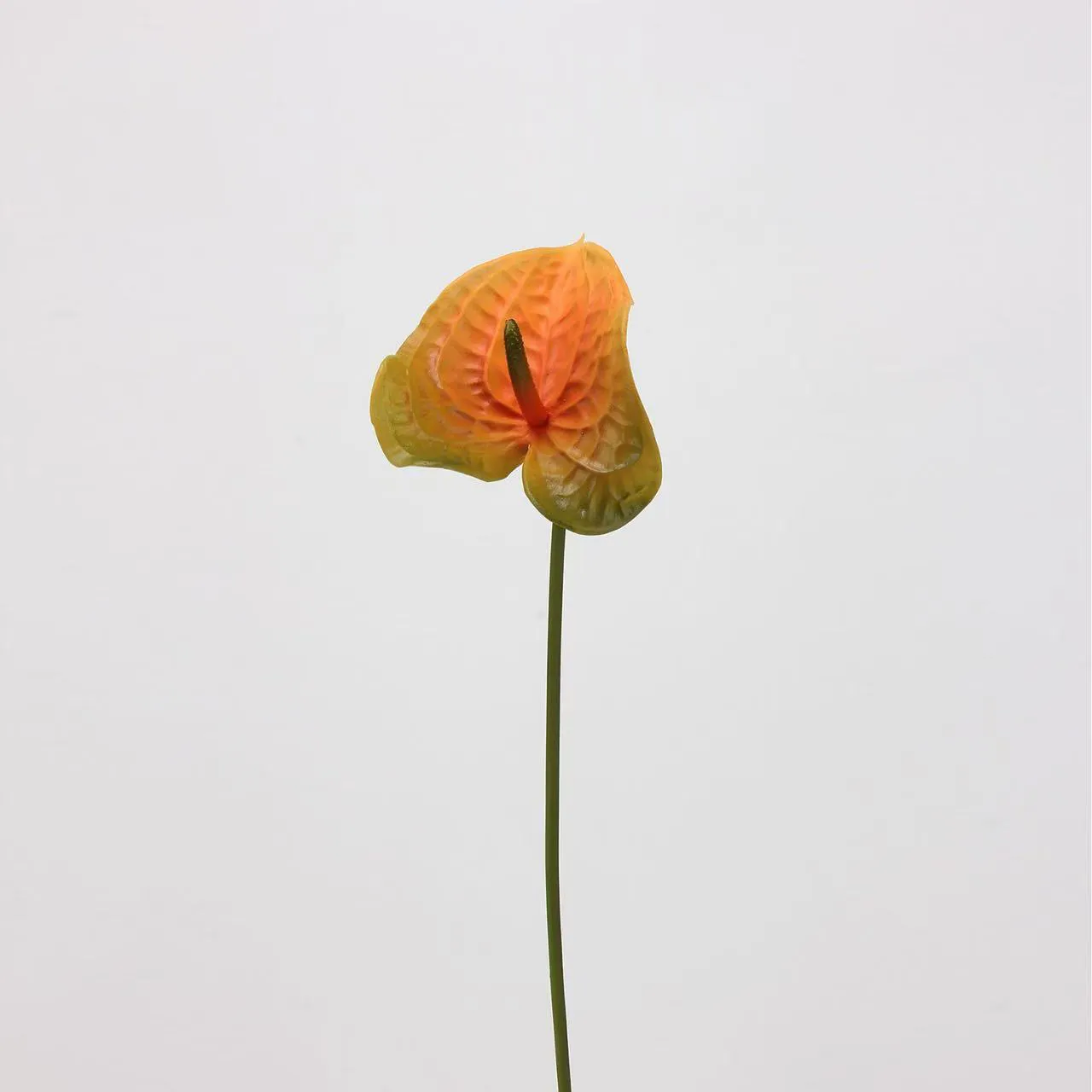 lòng cọ anthurium