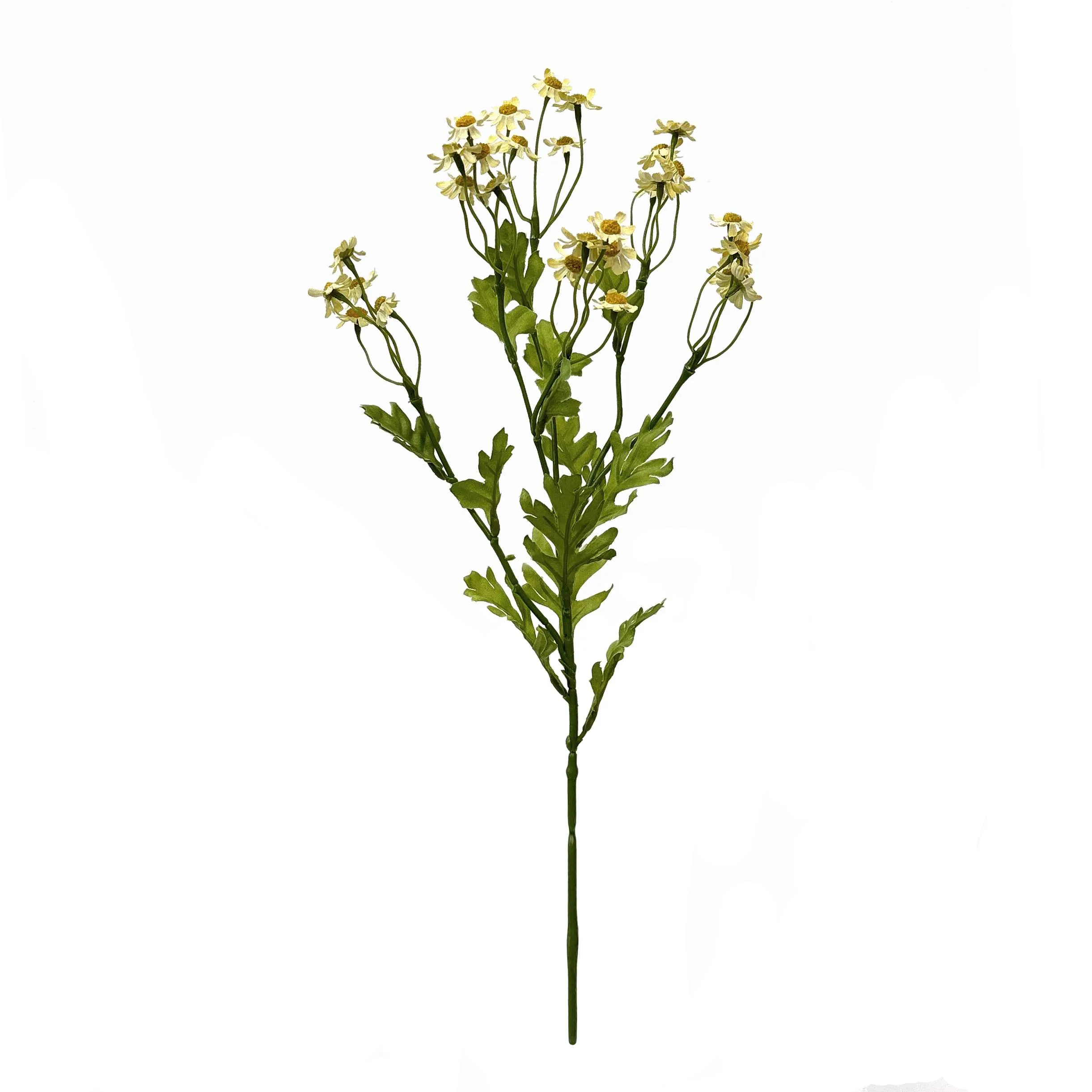 Một Daisy nhỏ duy nhất