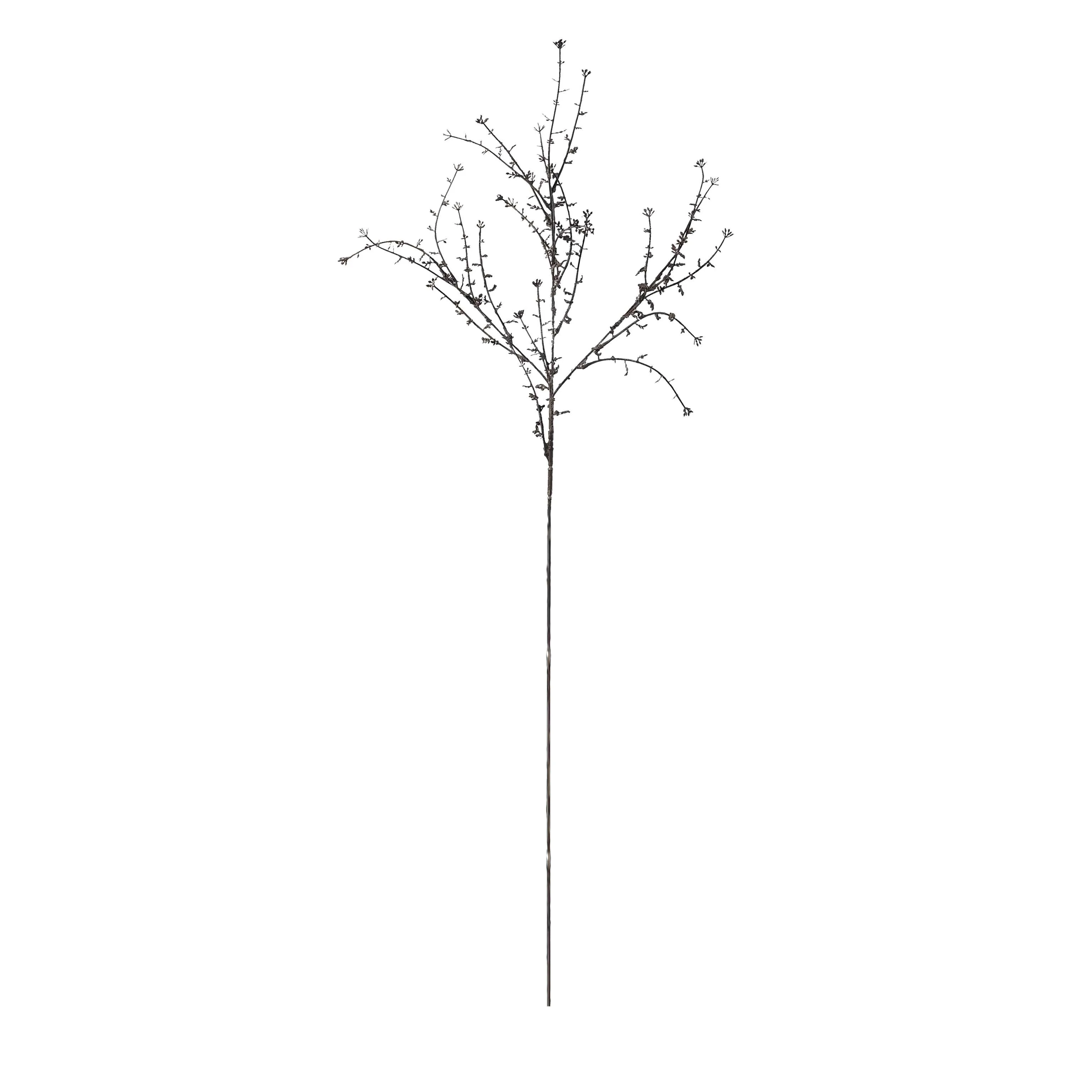 Một bộ râu rồng duy nhất