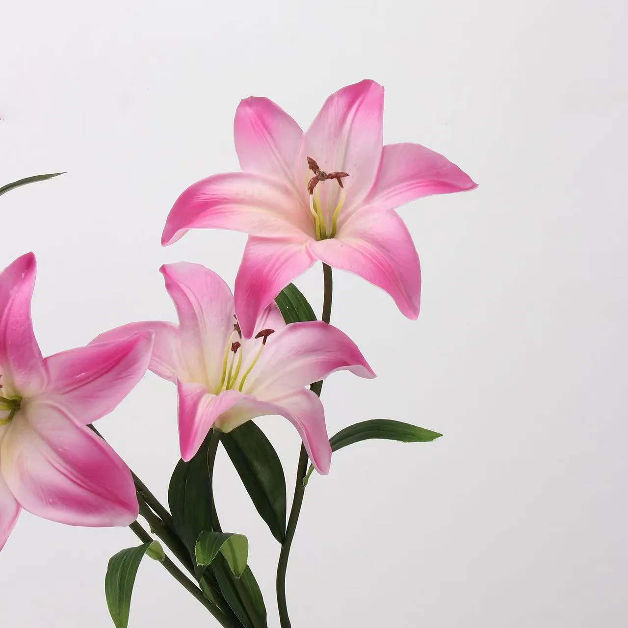 Người yêu Lily