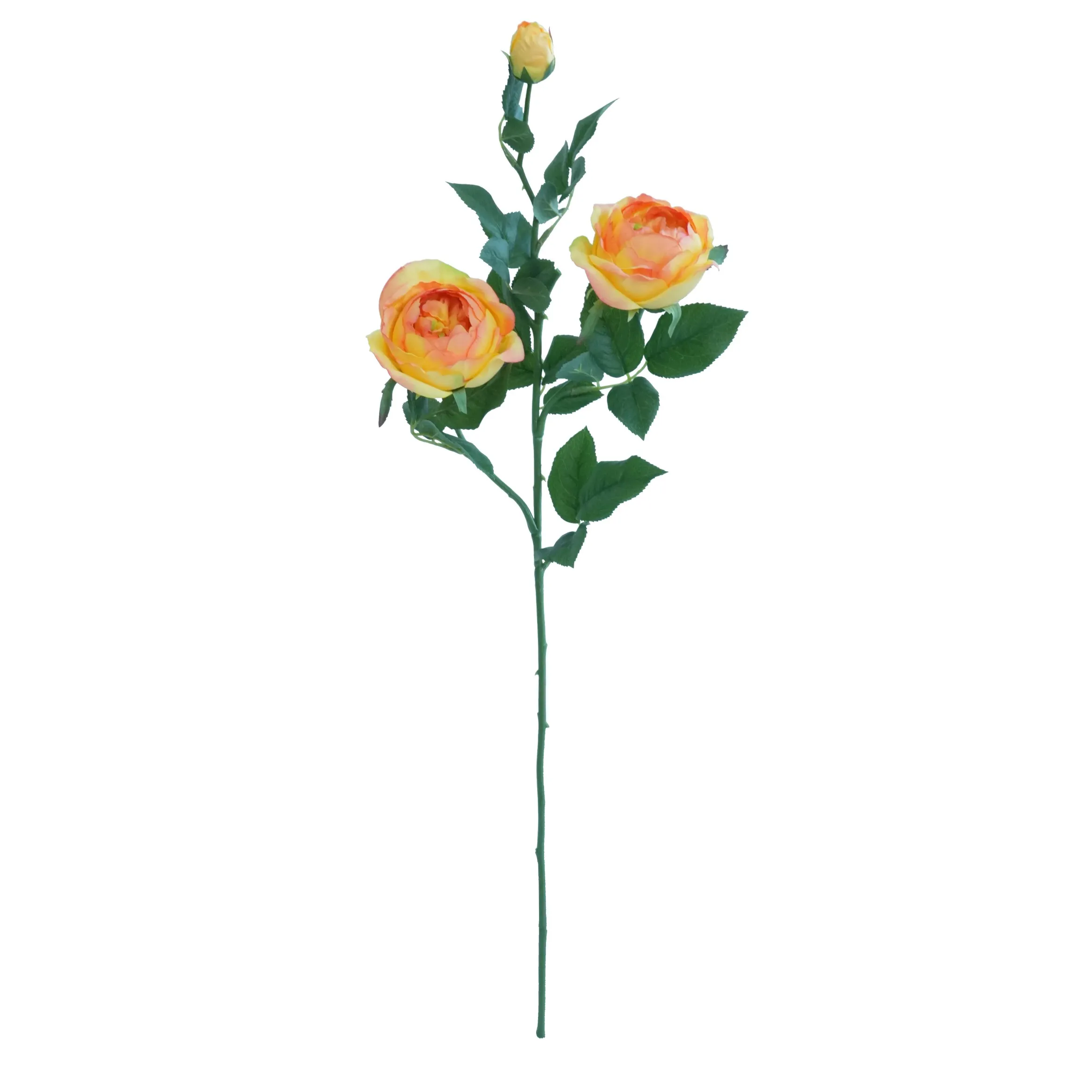 Một con bướm hoa hồng duy nhất