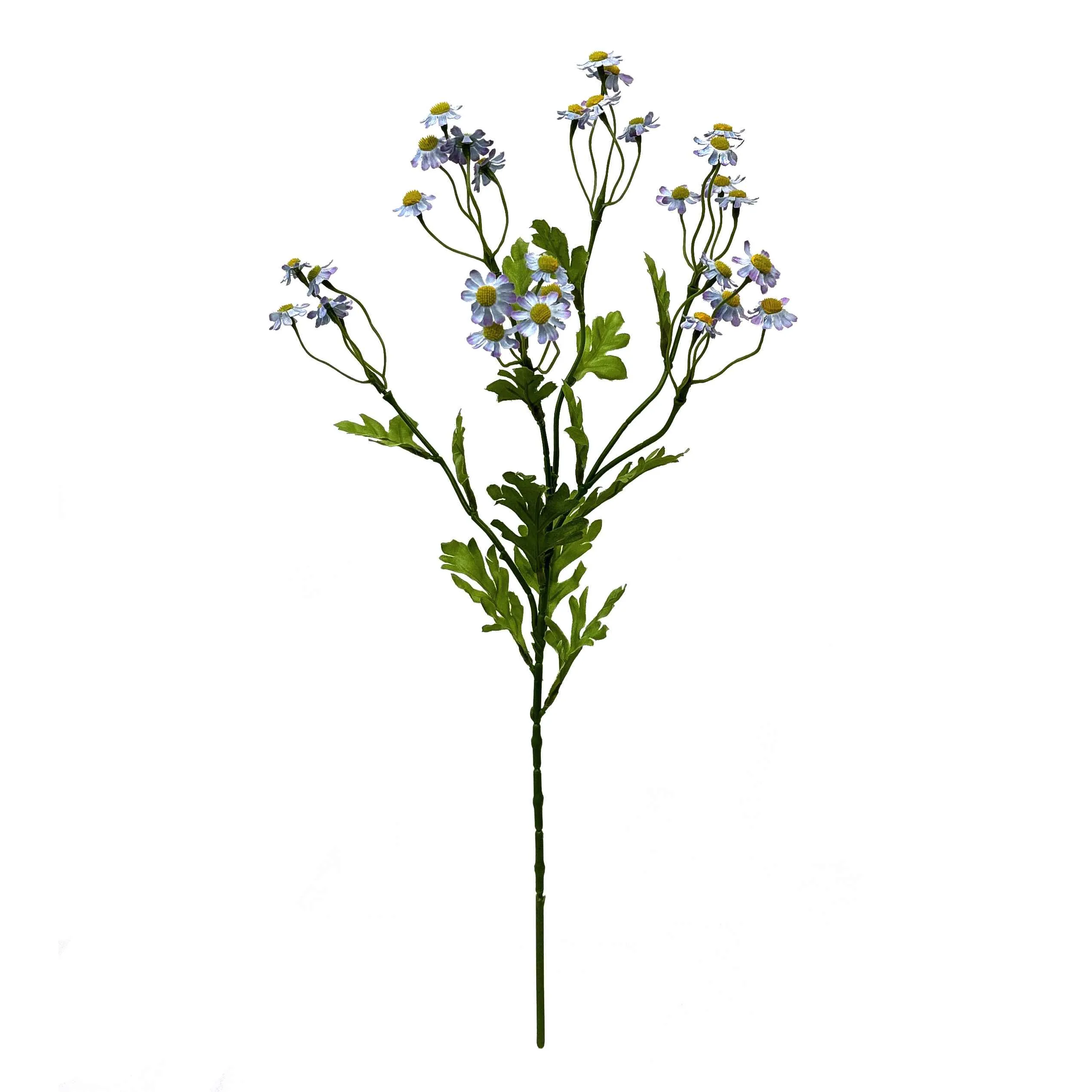 Một Daisy nhỏ duy nhất