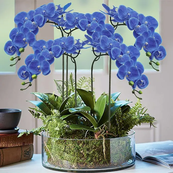 Phalaenopsis lan