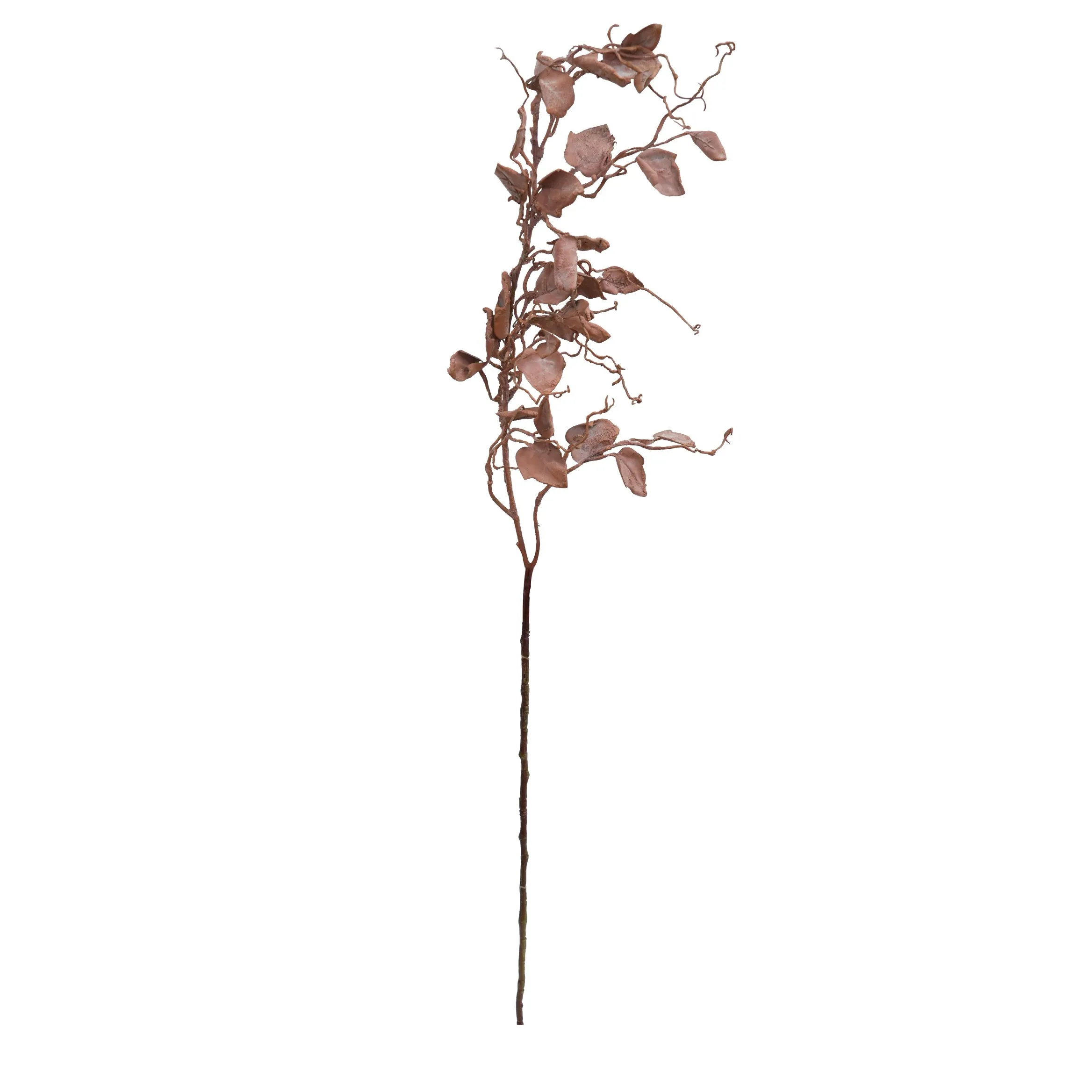 Một bộ râu rồng đơn 2