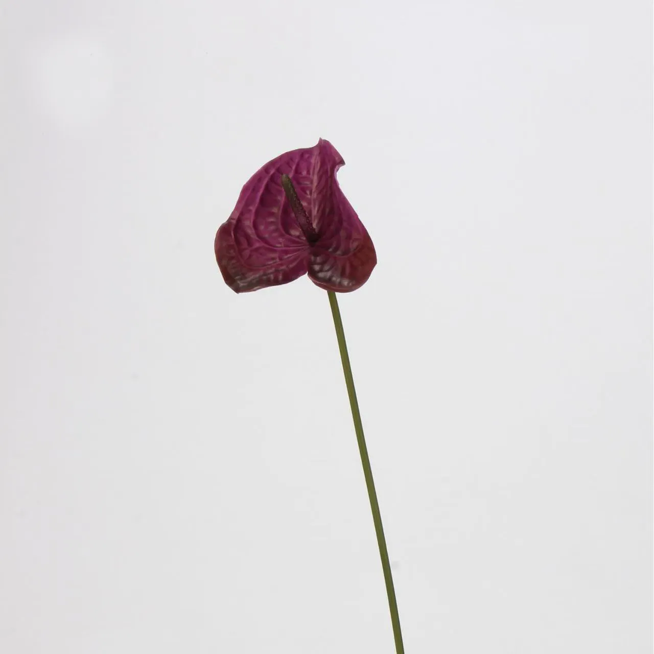lòng cọ anthurium
